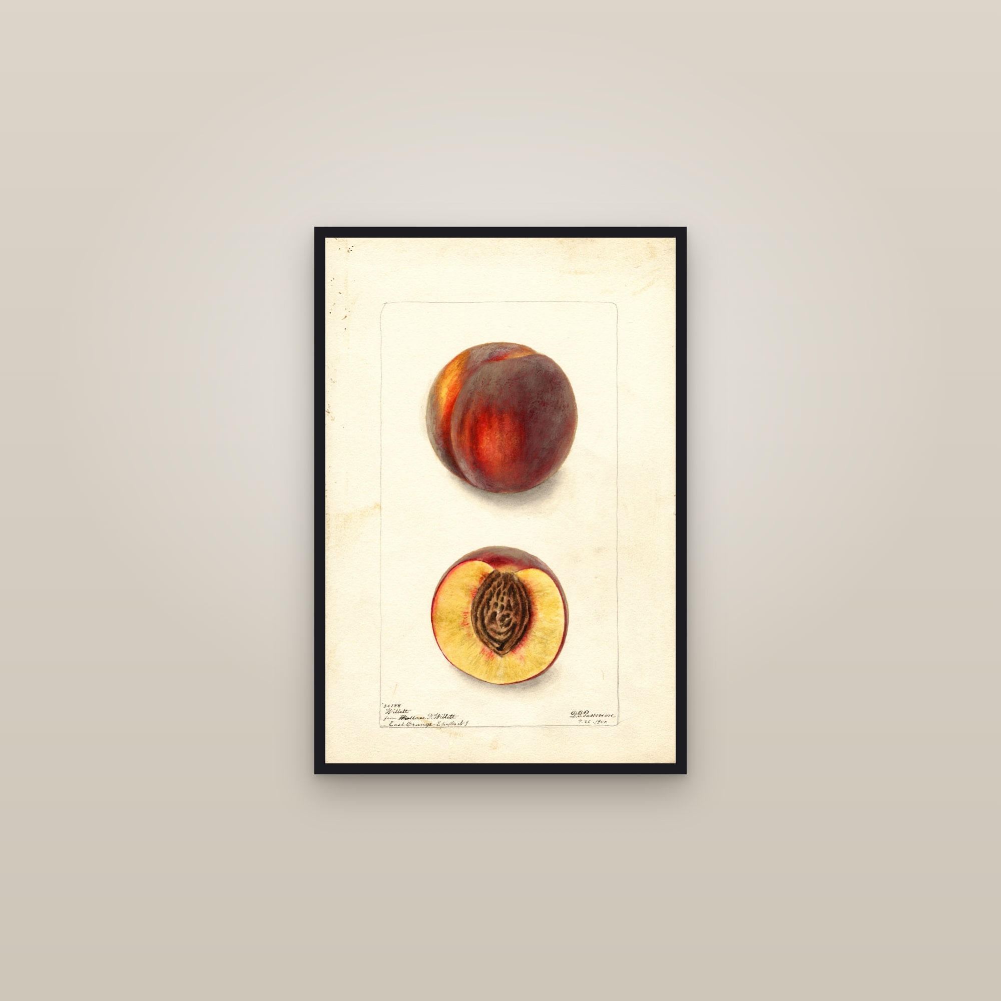 Willett Peach — framed in a gallery setting