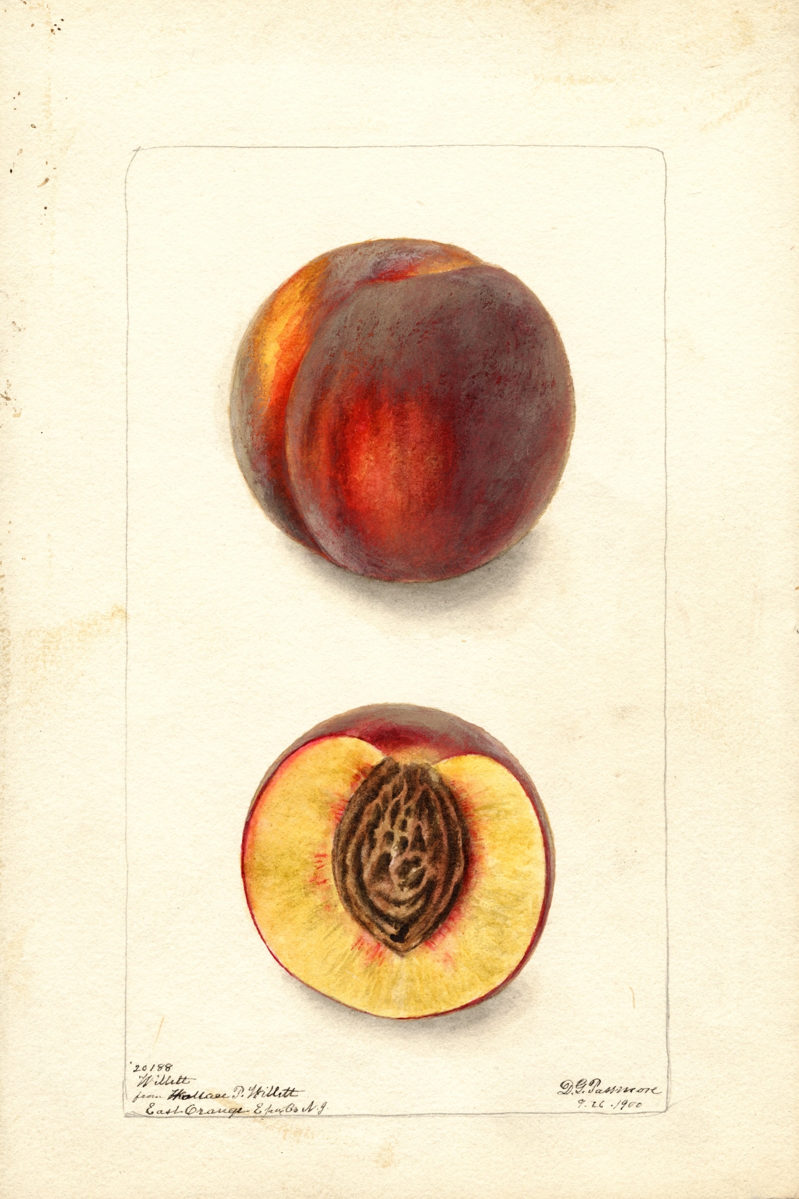 Willett Peach