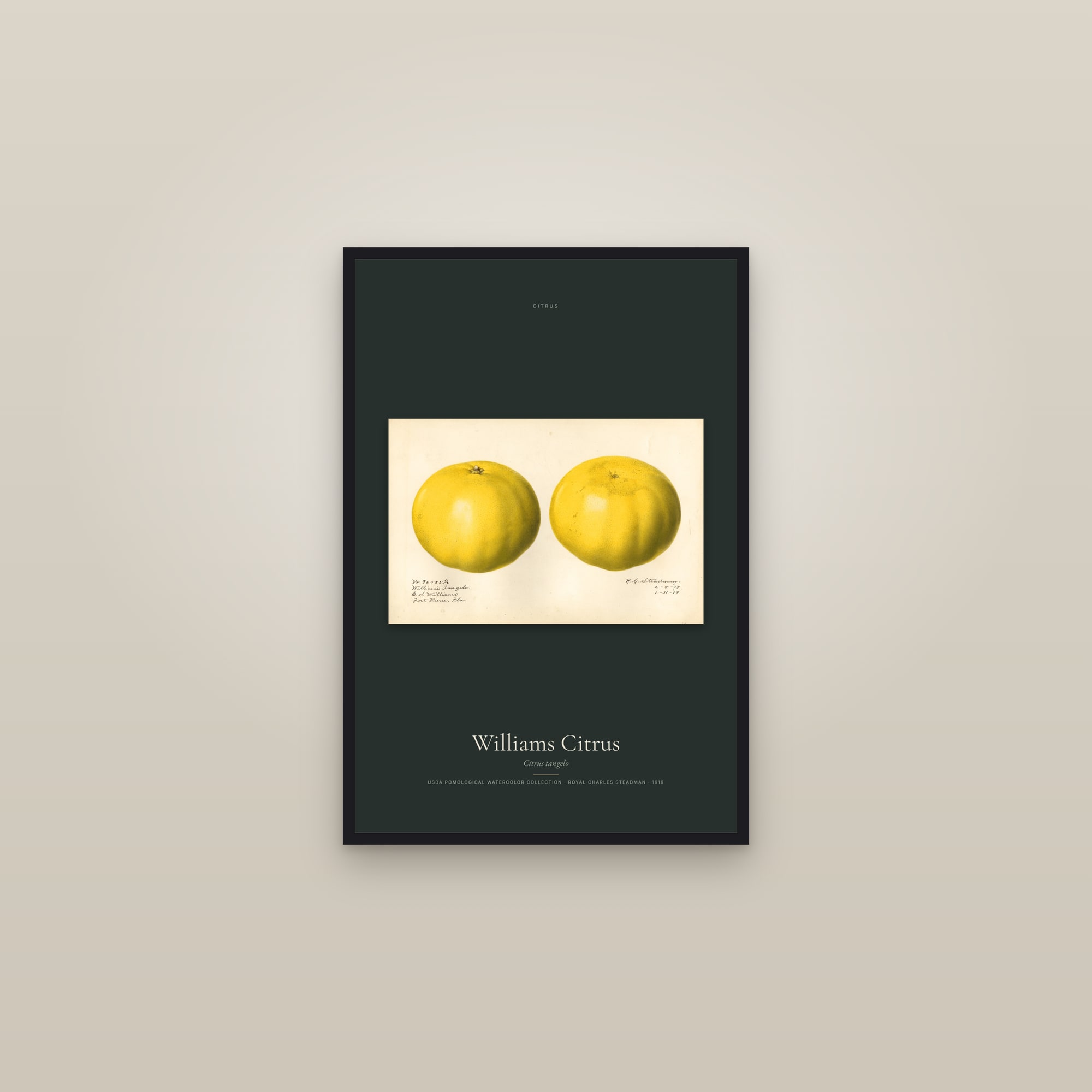 Williams Citrus — framed in a gallery setting