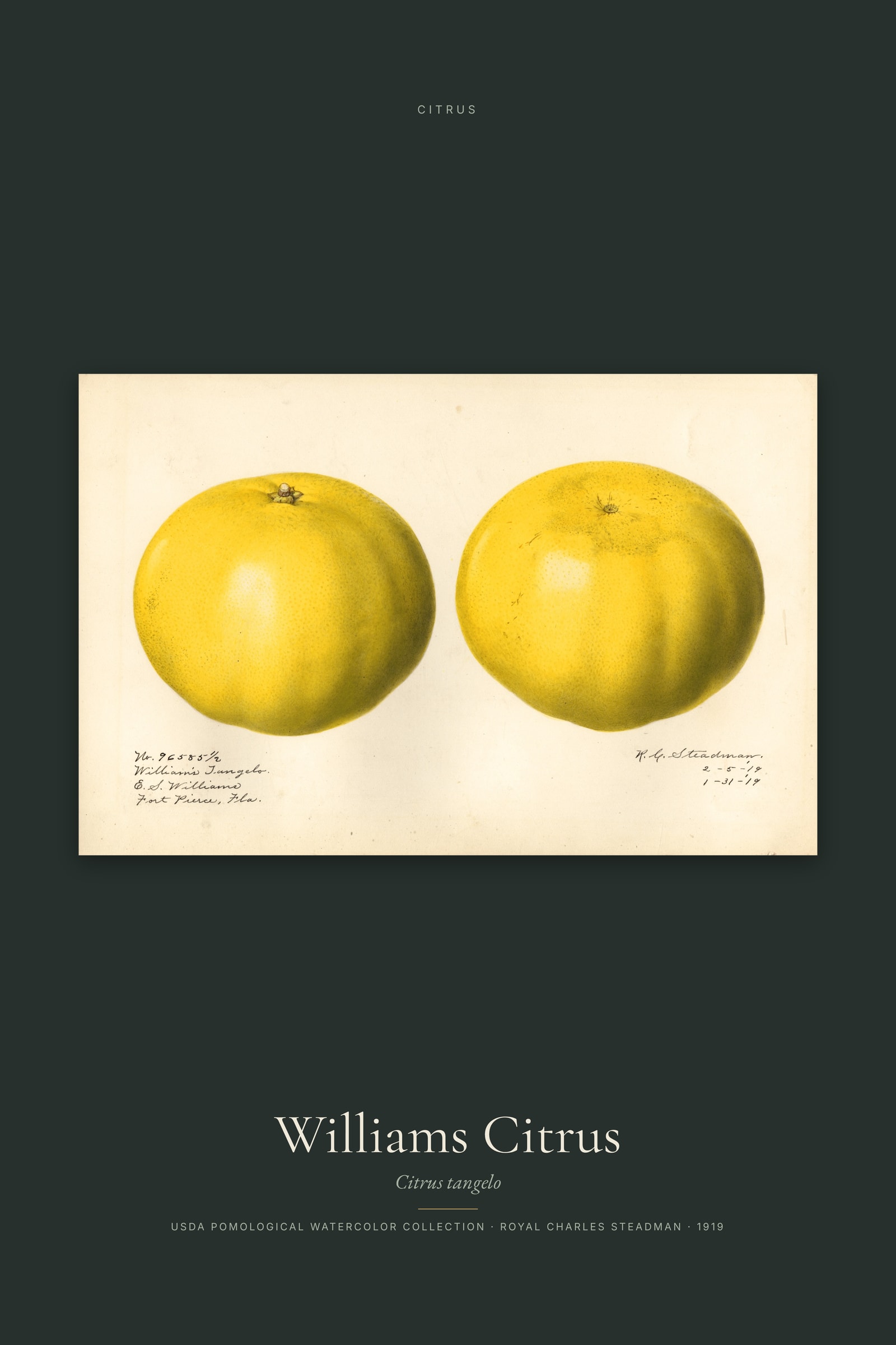 Williams Citrus