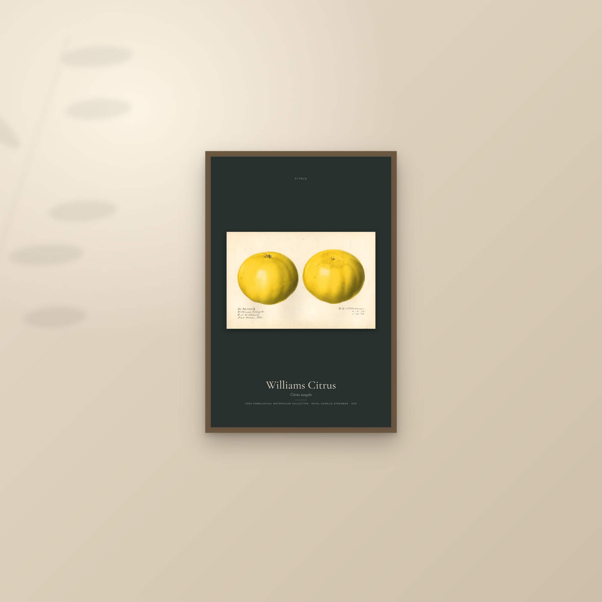 Williams Citrus — framed and styled on a sunlit wall