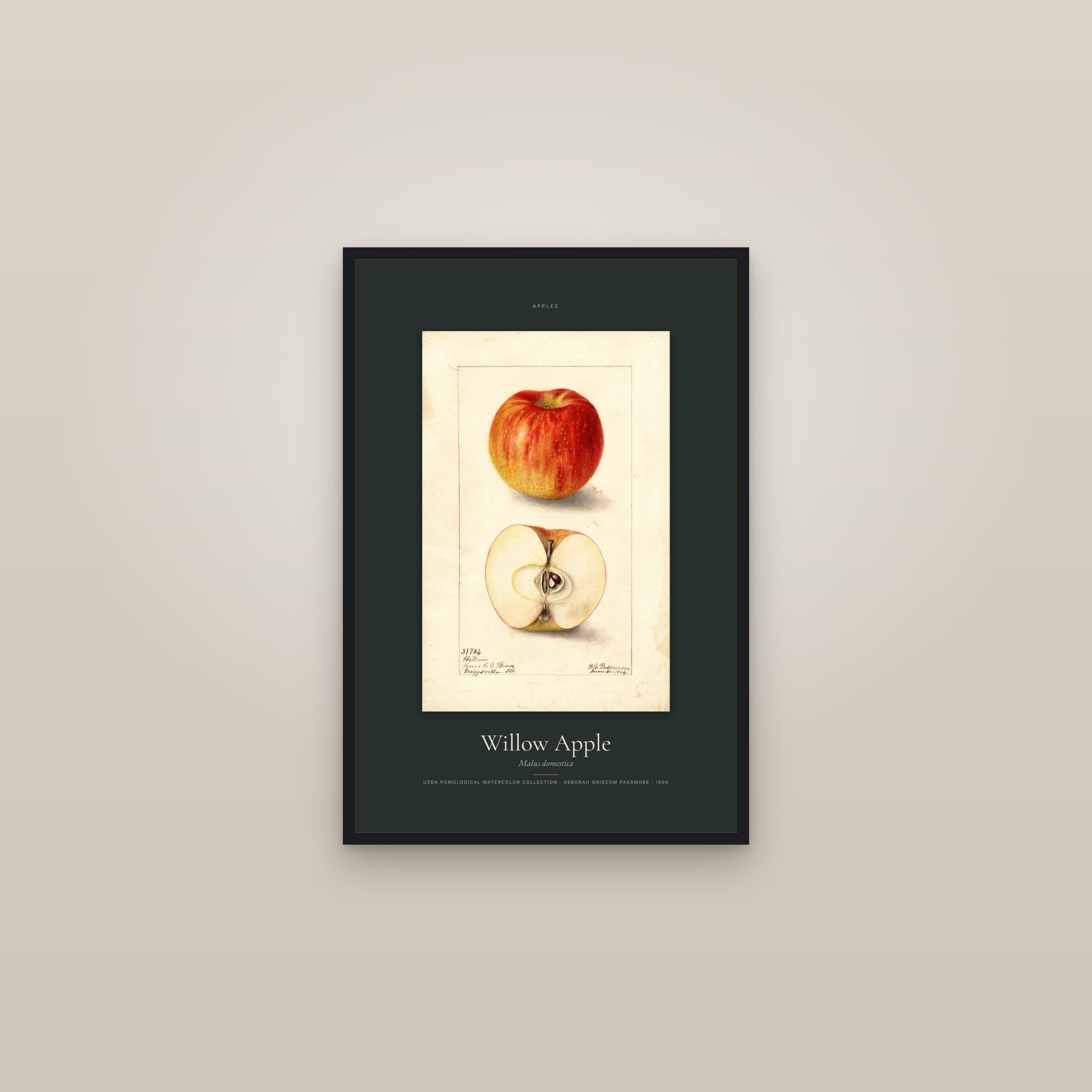 Willow Apple — Specimen — framed in a gallery setting