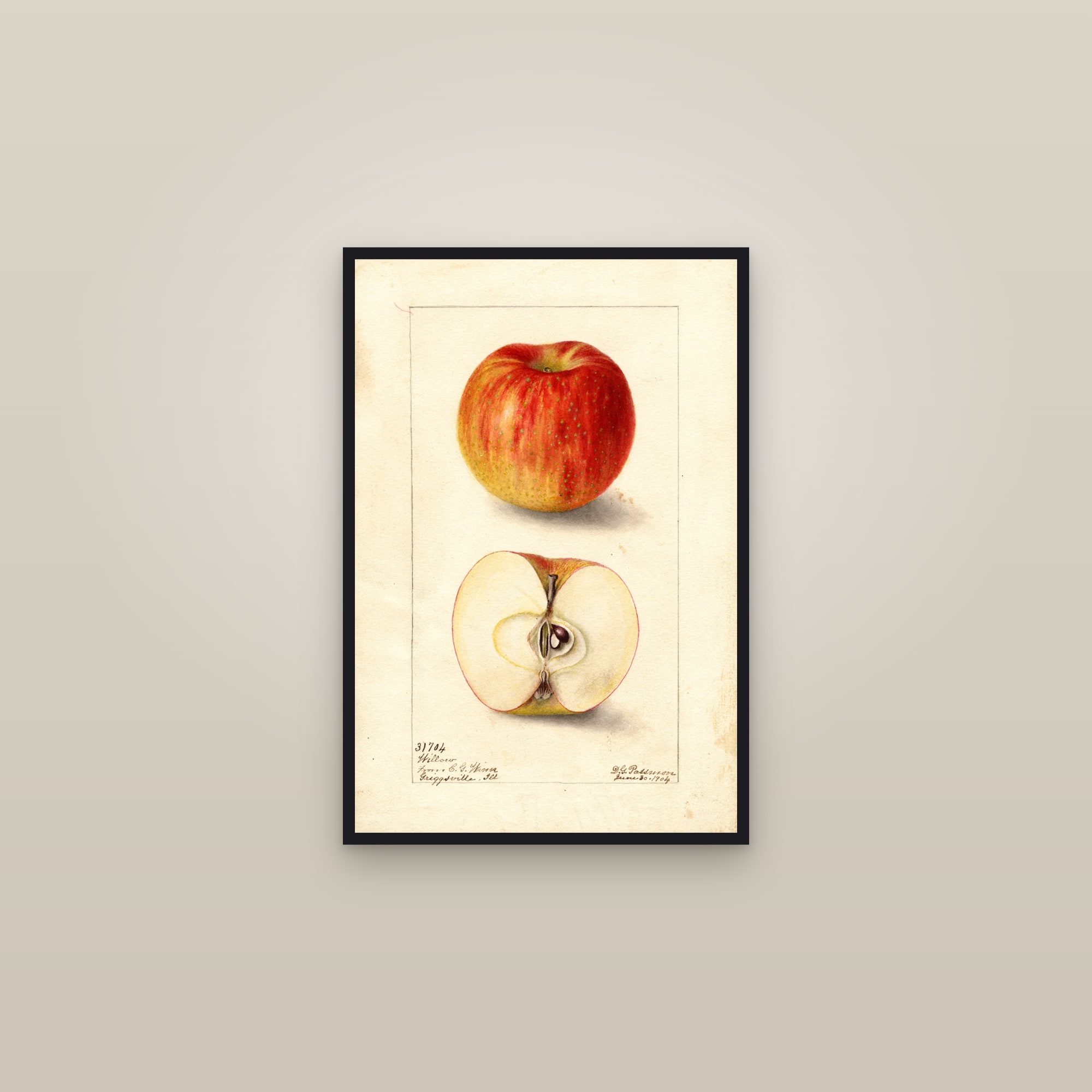 Willow Apple — framed in a gallery setting