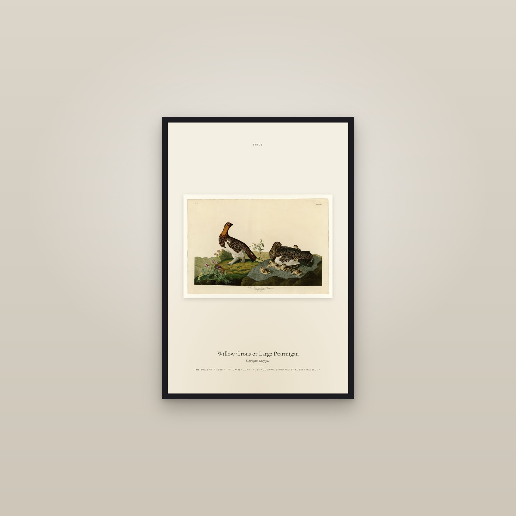 Willow Grous or Large Ptarmigan — framed in a gallery setting