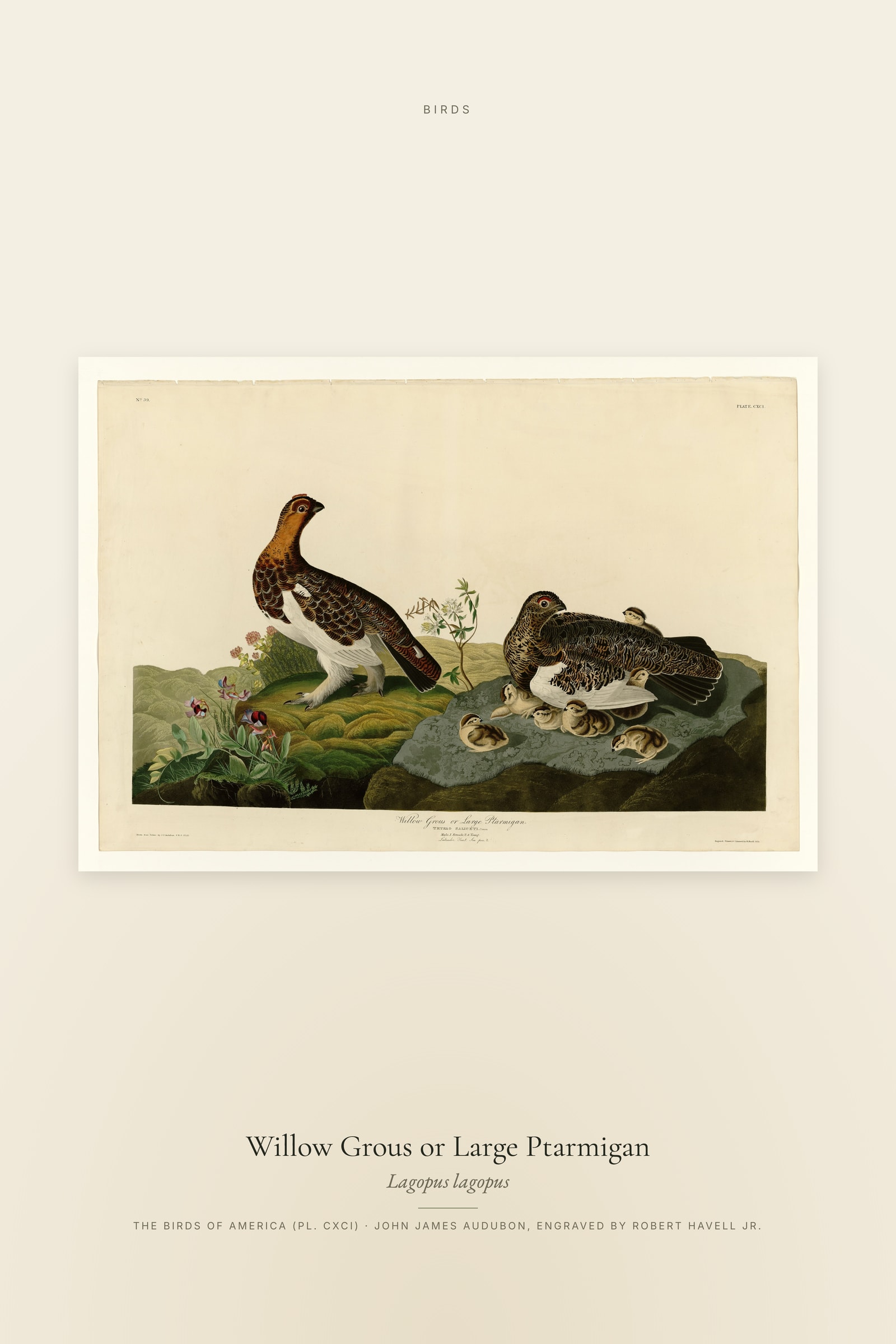 Willow Grous or Large Ptarmigan