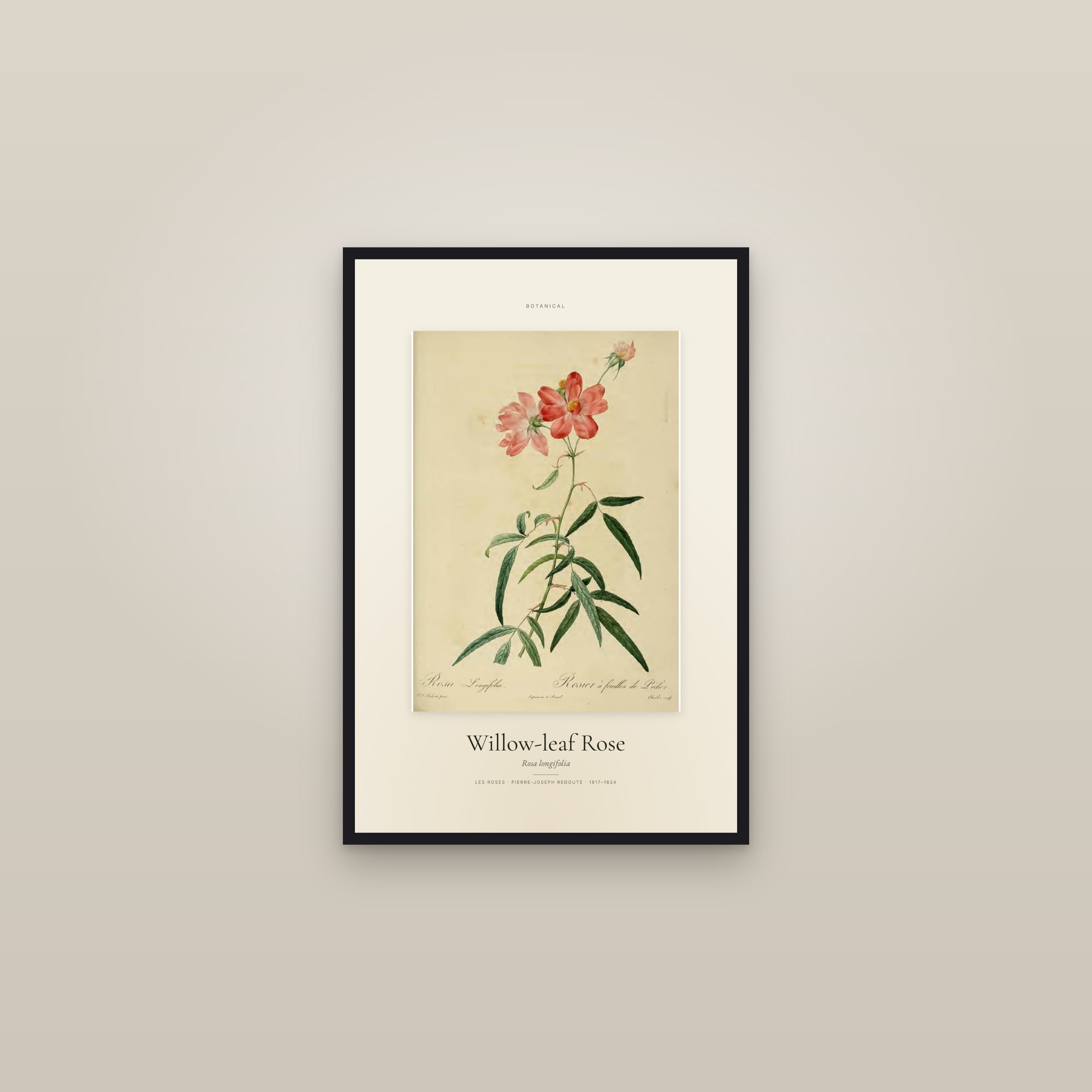 Willow-leaf Rose — Specimen — framed in a gallery setting