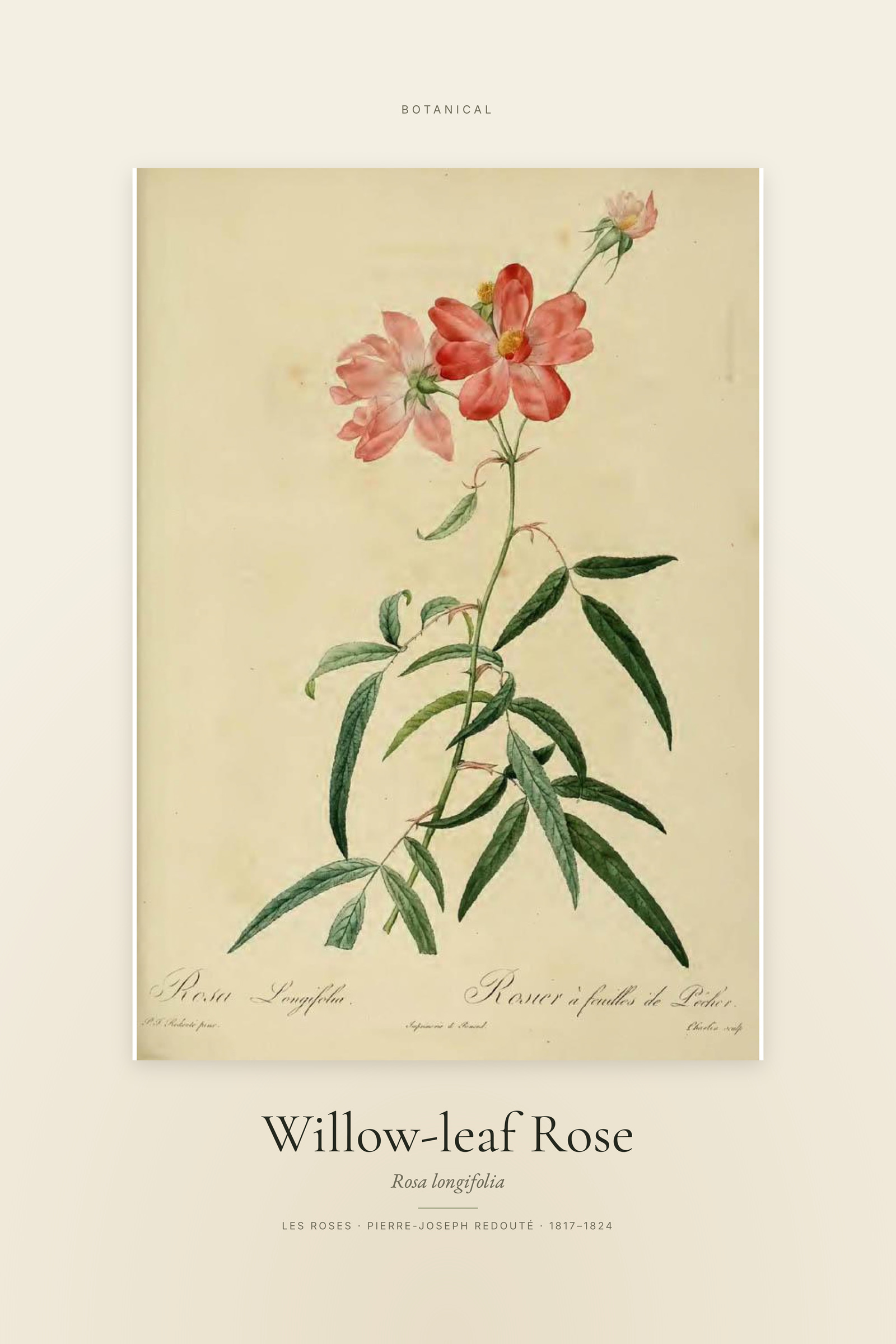 Willow-leaf Rose — Specimen