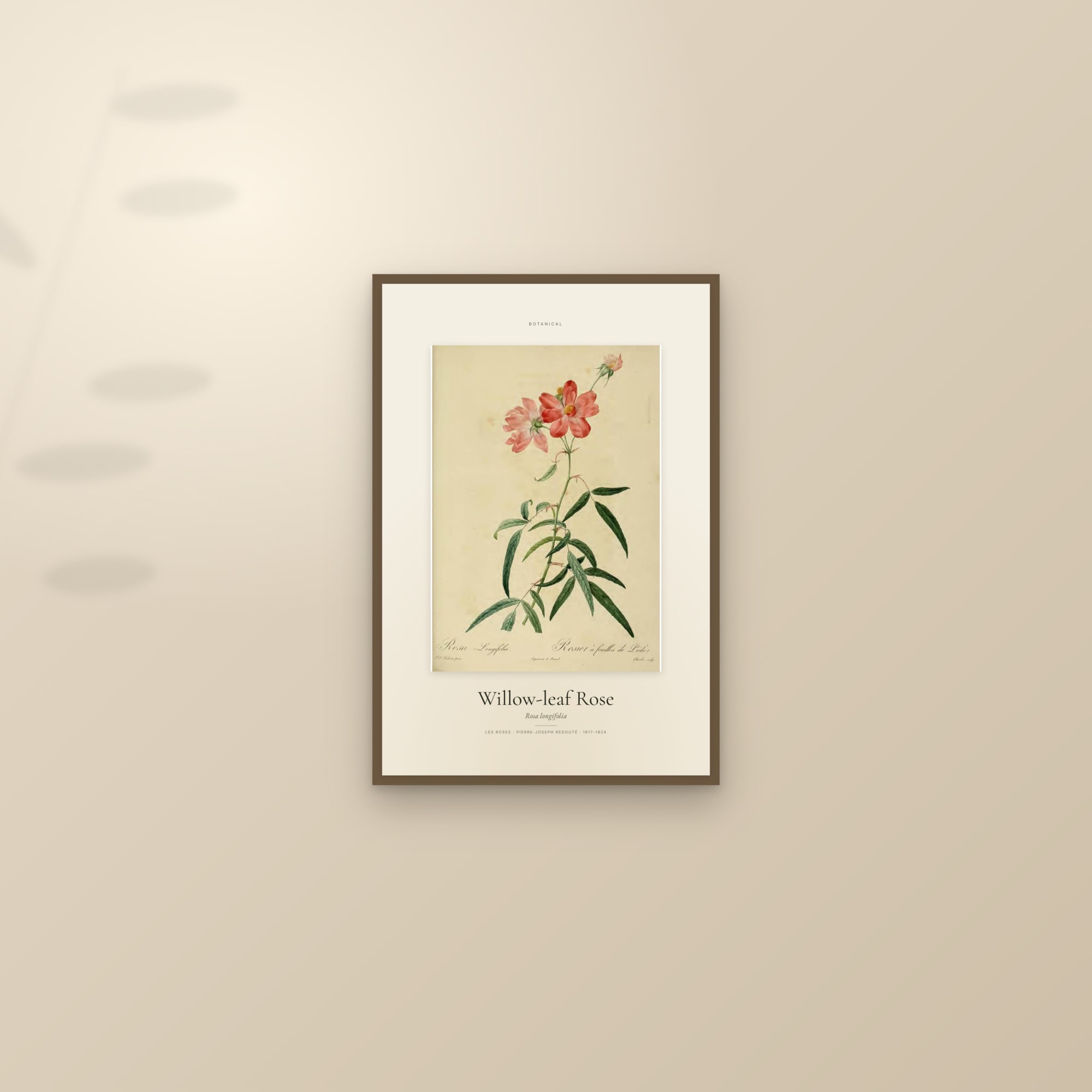 Willow-leaf Rose — Specimen — framed and styled on a sunlit wall