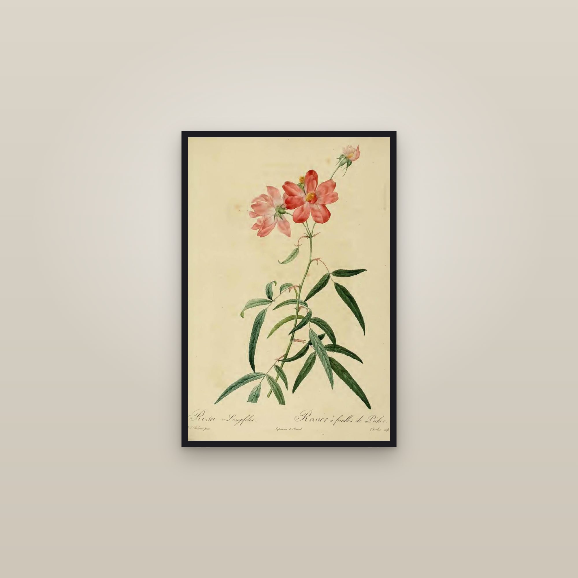 Willow-leaf Rose — framed in a gallery setting