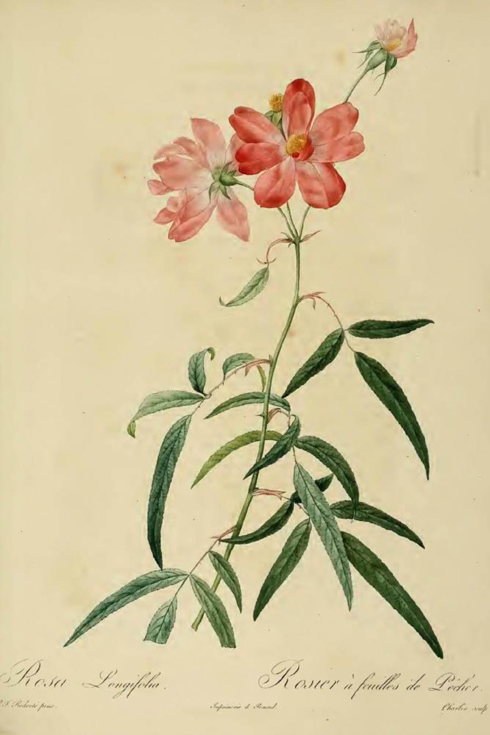 Willow-leaf Rose