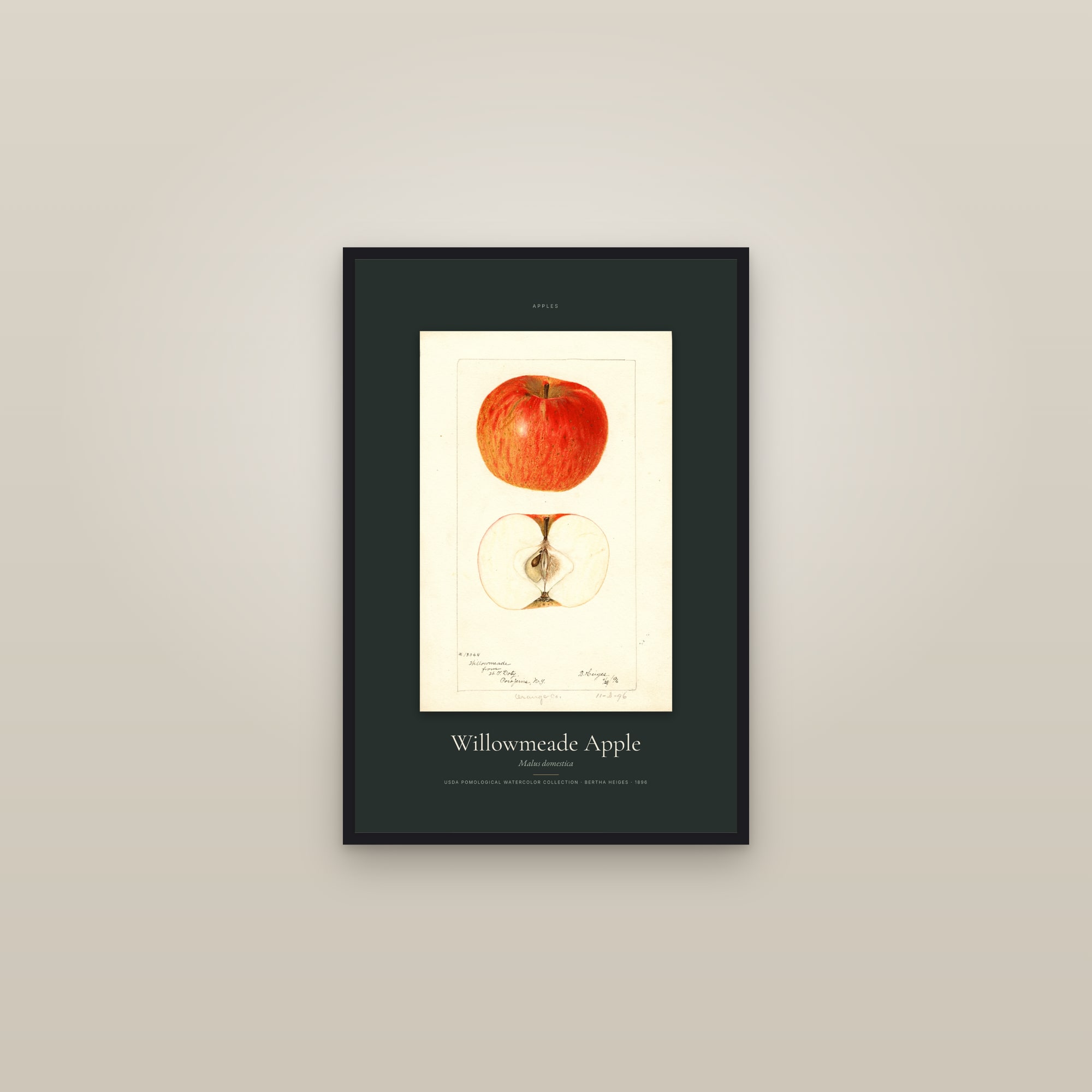 Willowmeade Apple — Specimen — framed in a gallery setting