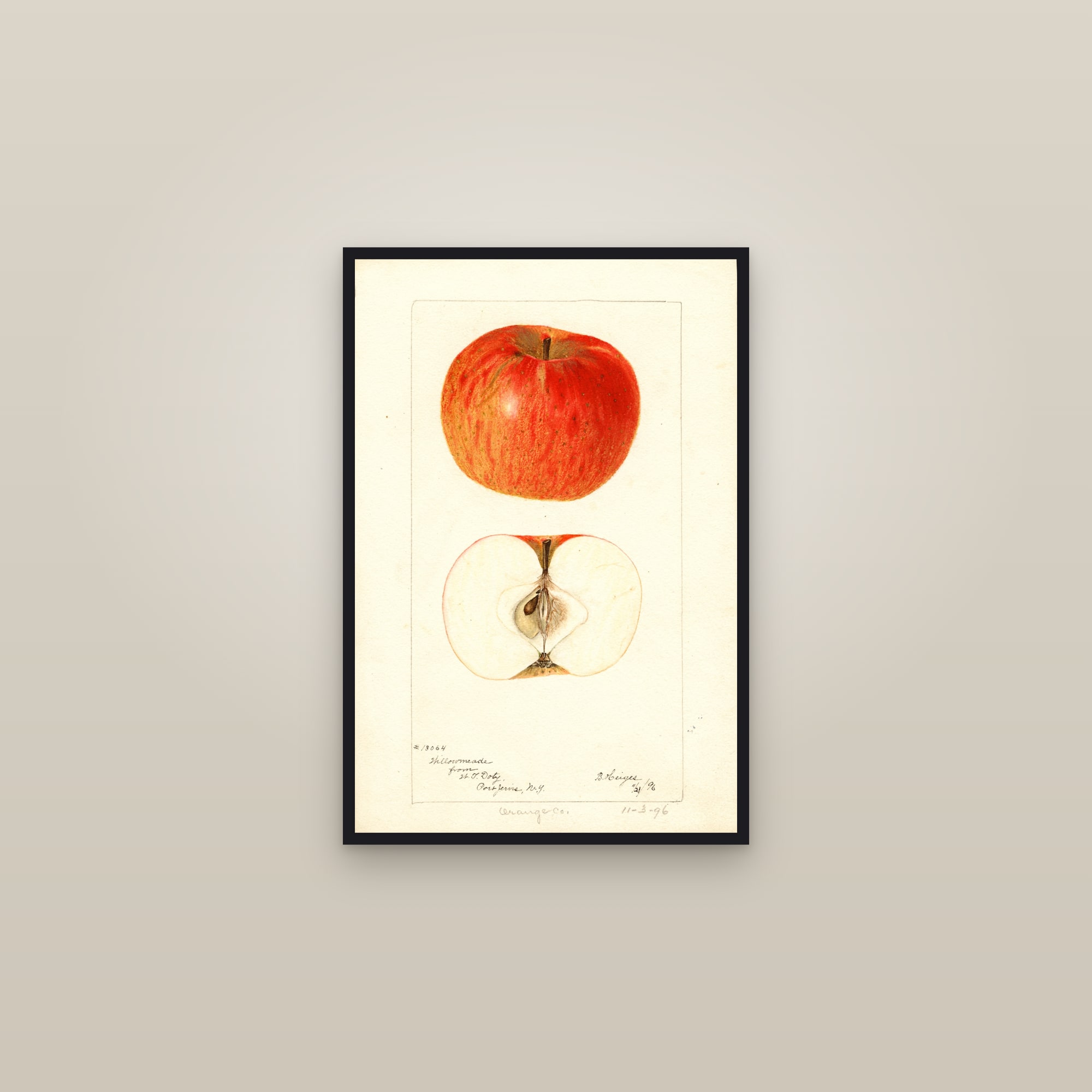Willowmeade Apple — framed in a gallery setting