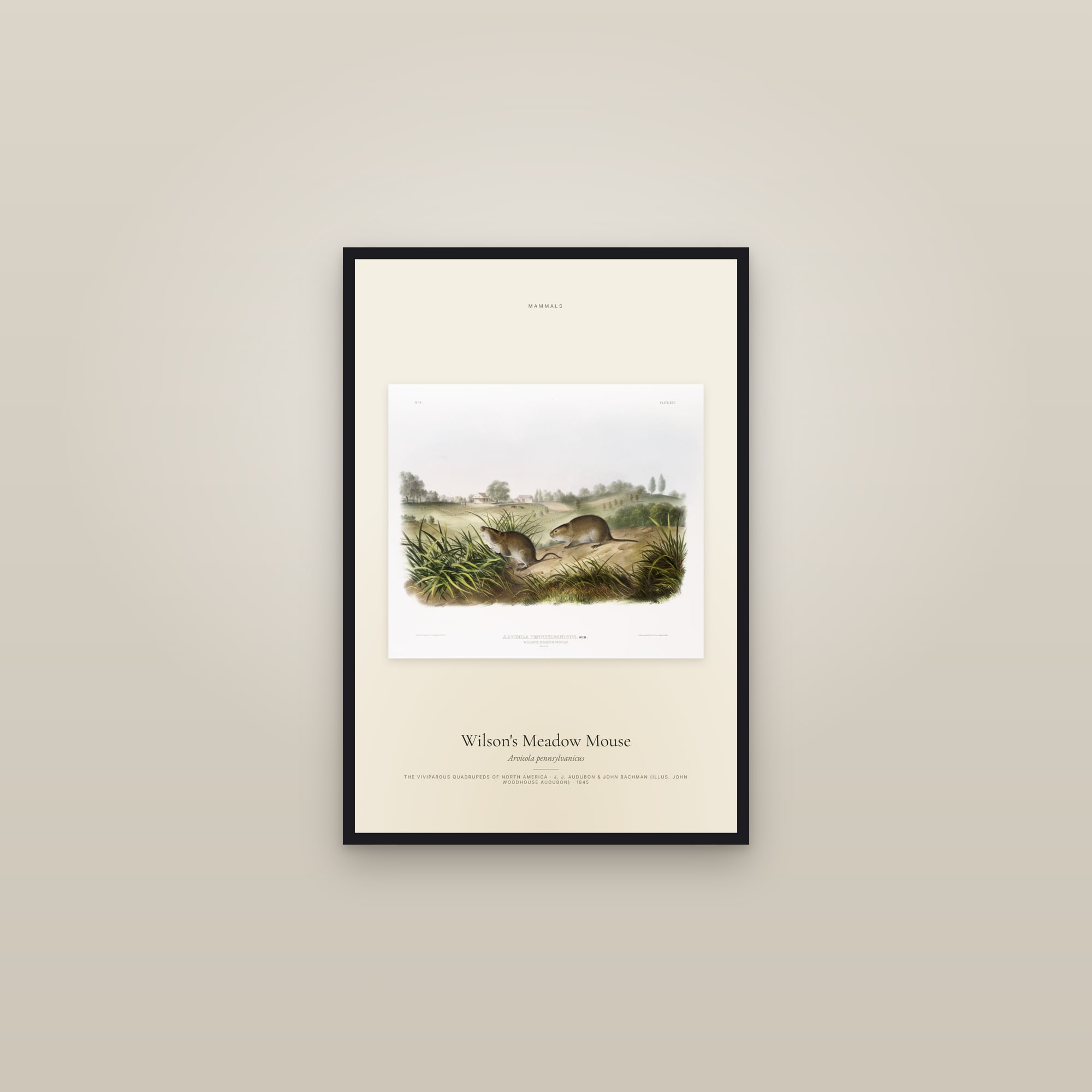 Wilson's Meadow Mouse — framed in a gallery setting
