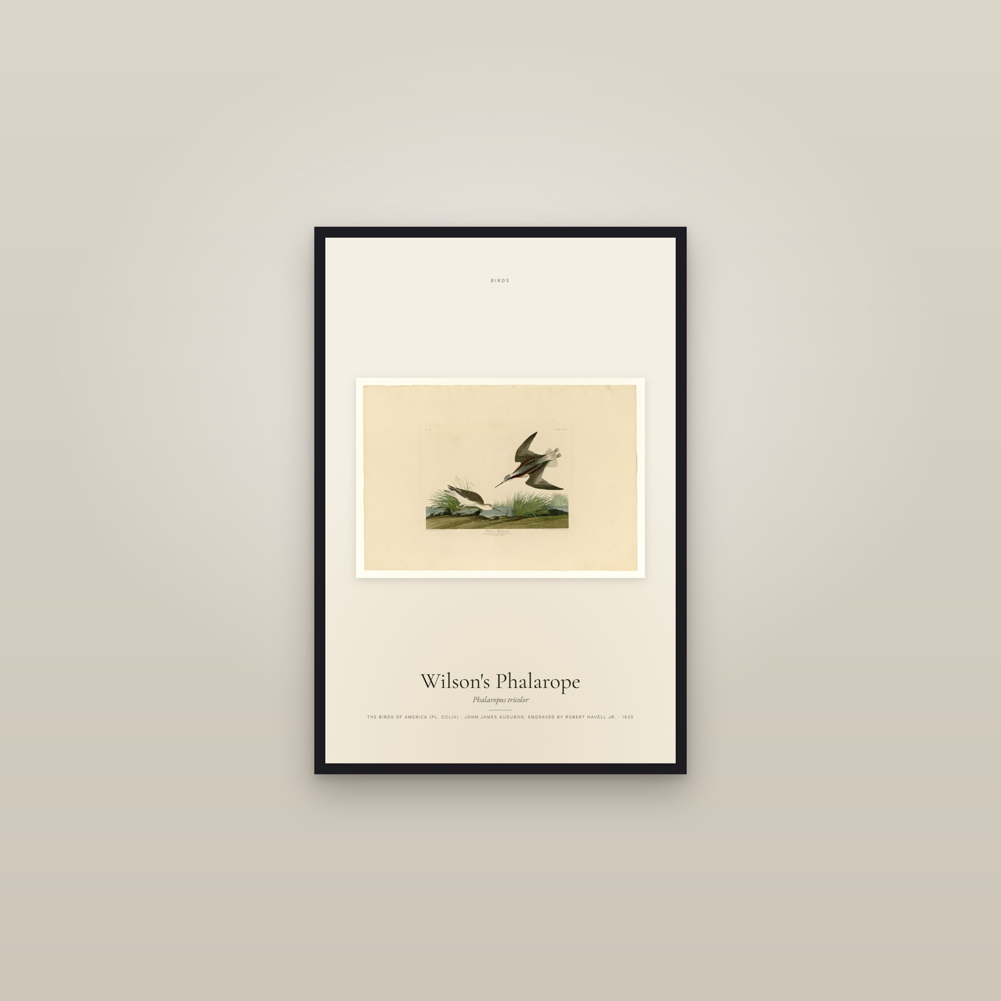 Wilson's Phalarope — framed in a gallery setting