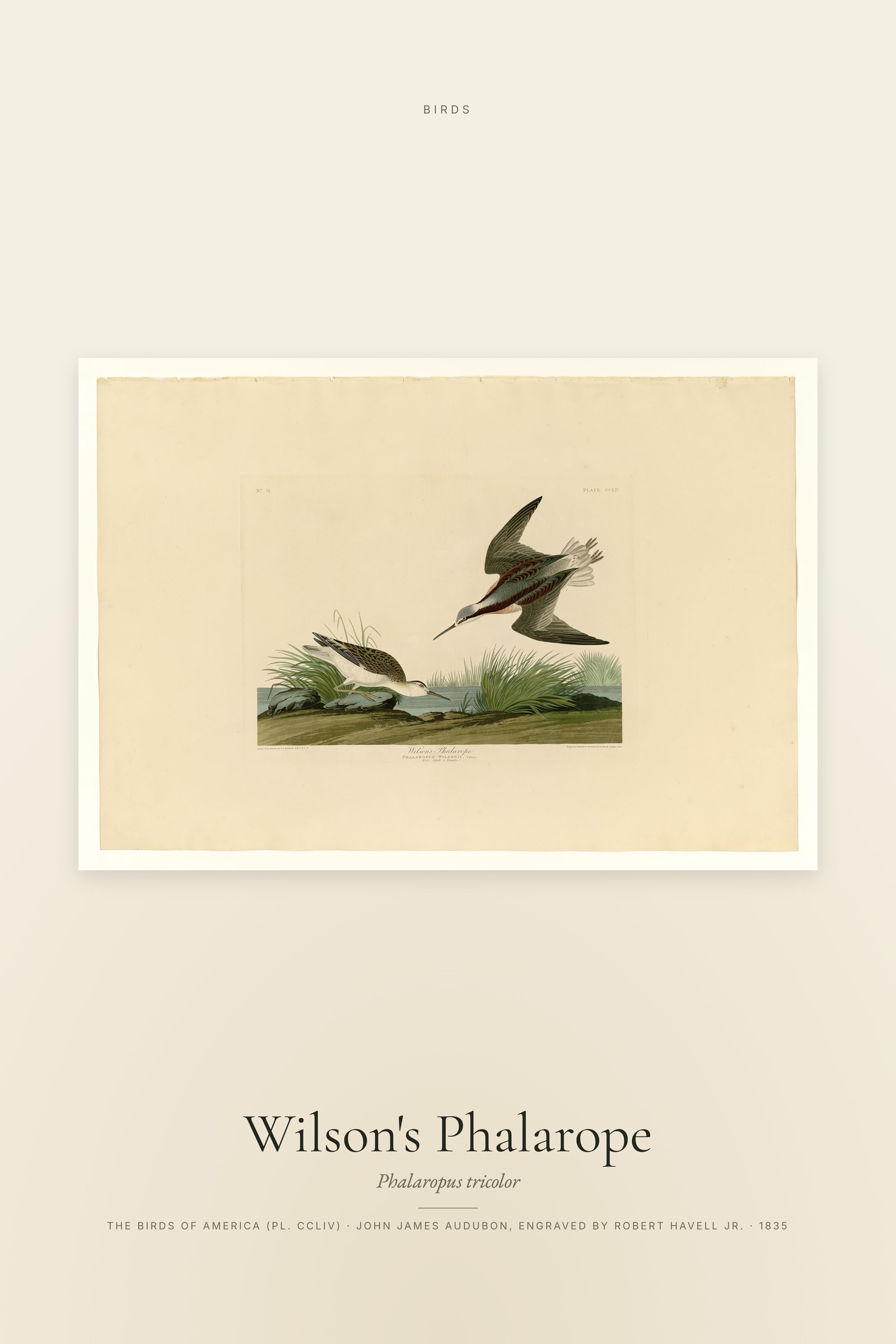 Wilson's Phalarope
