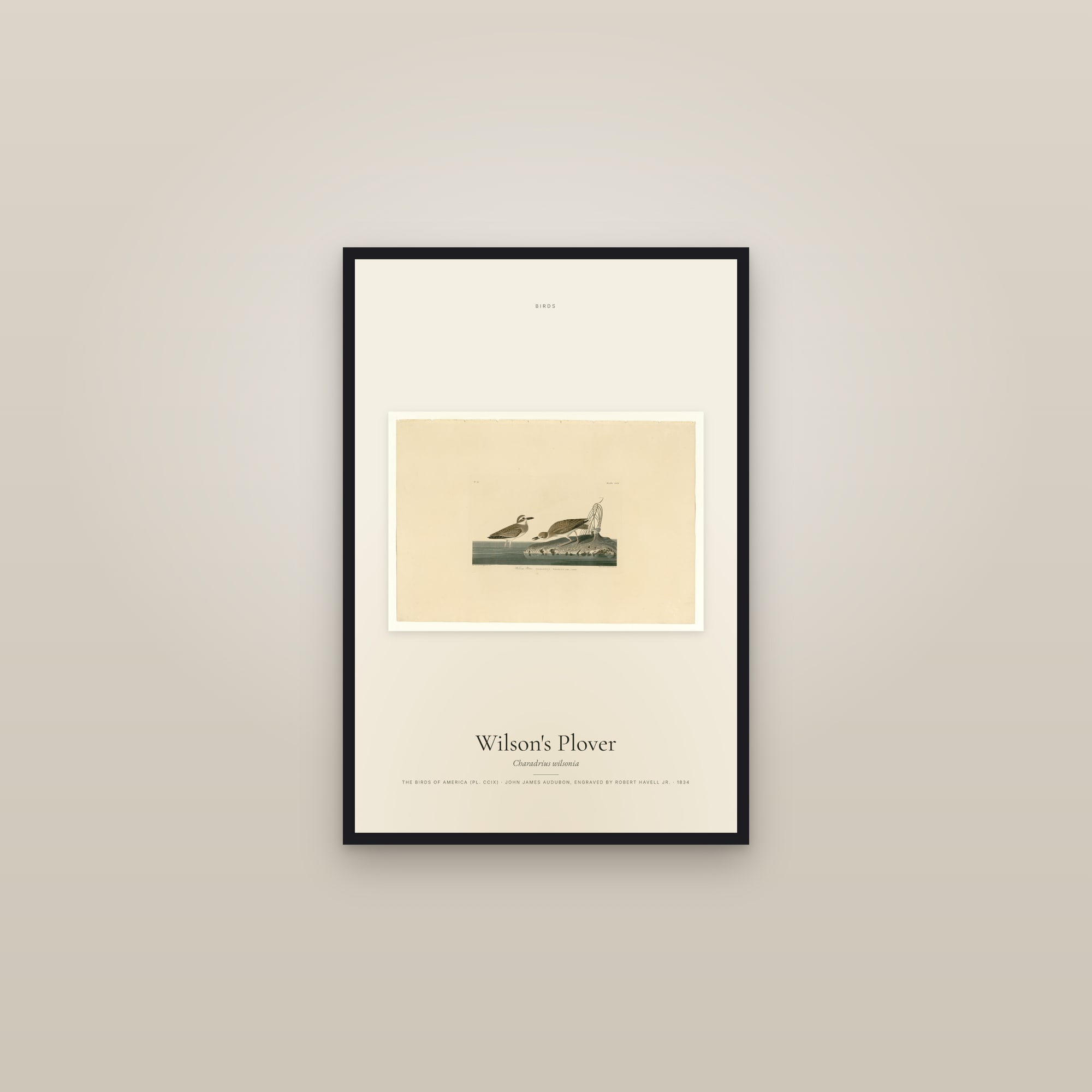 Wilson's Plover — framed in a gallery setting