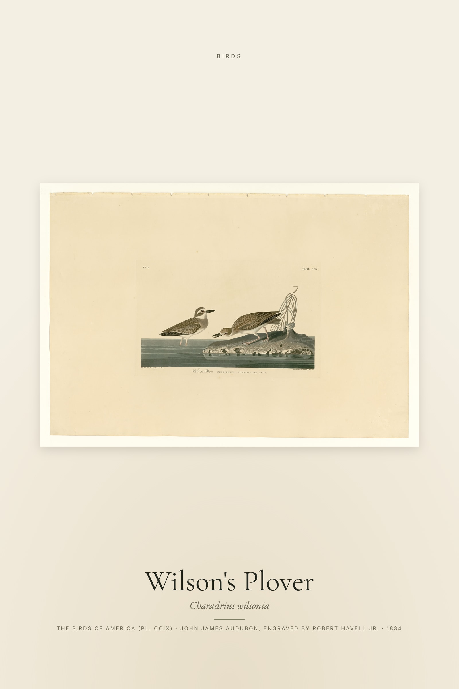 Wilson's Plover