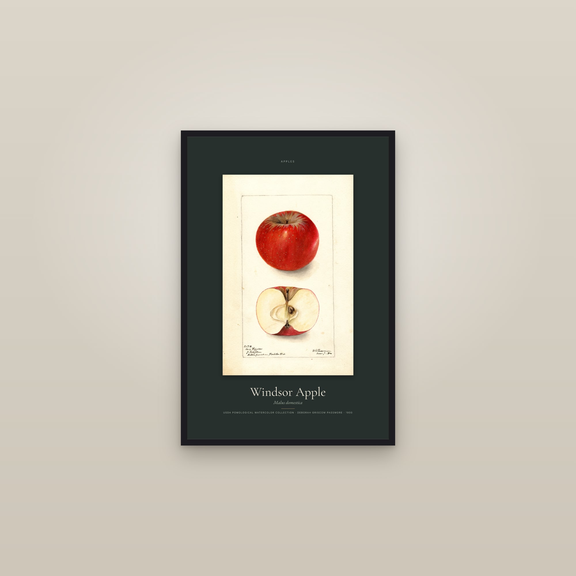 Windsor Apple — Specimen — framed in a gallery setting