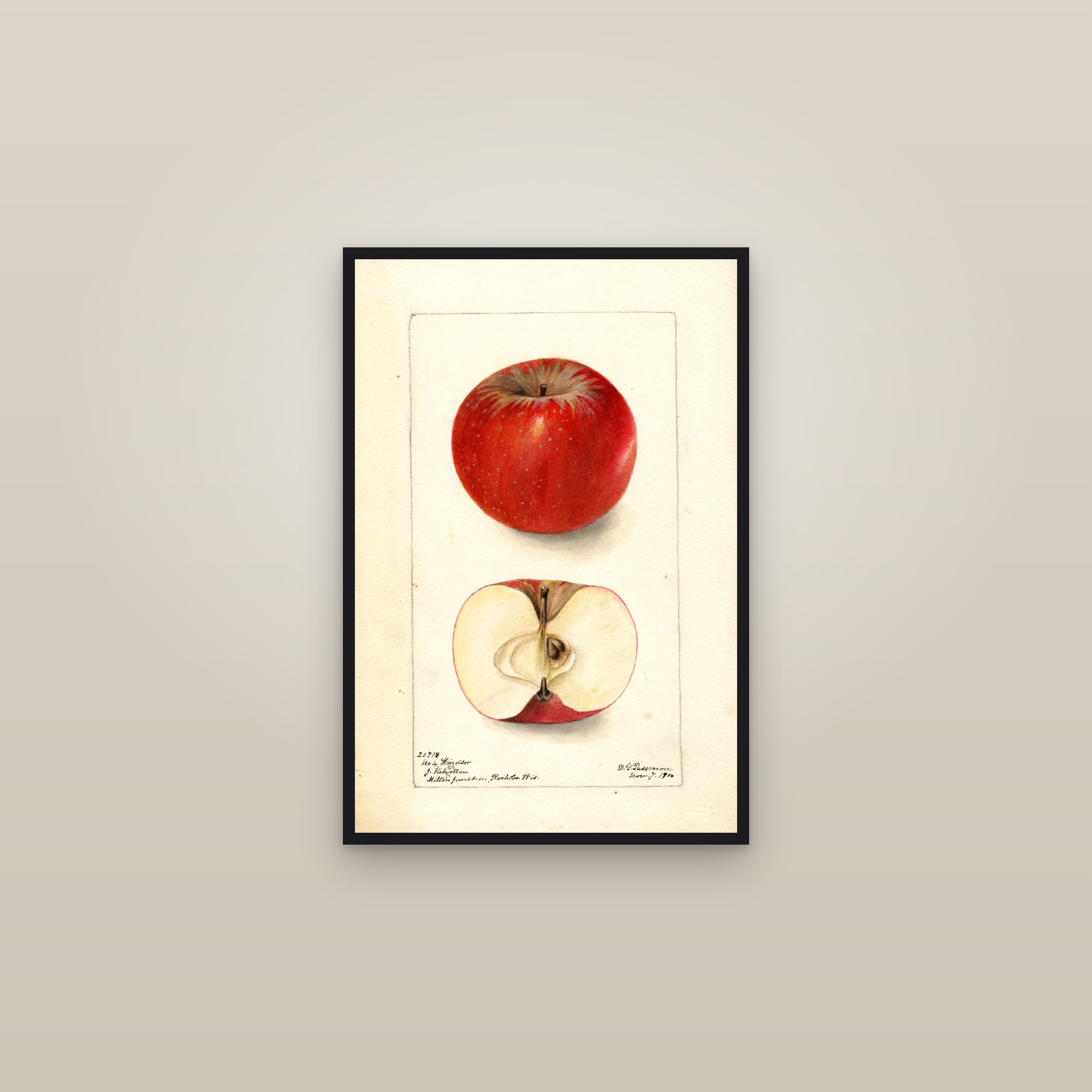 Windsor Apple — framed in a gallery setting