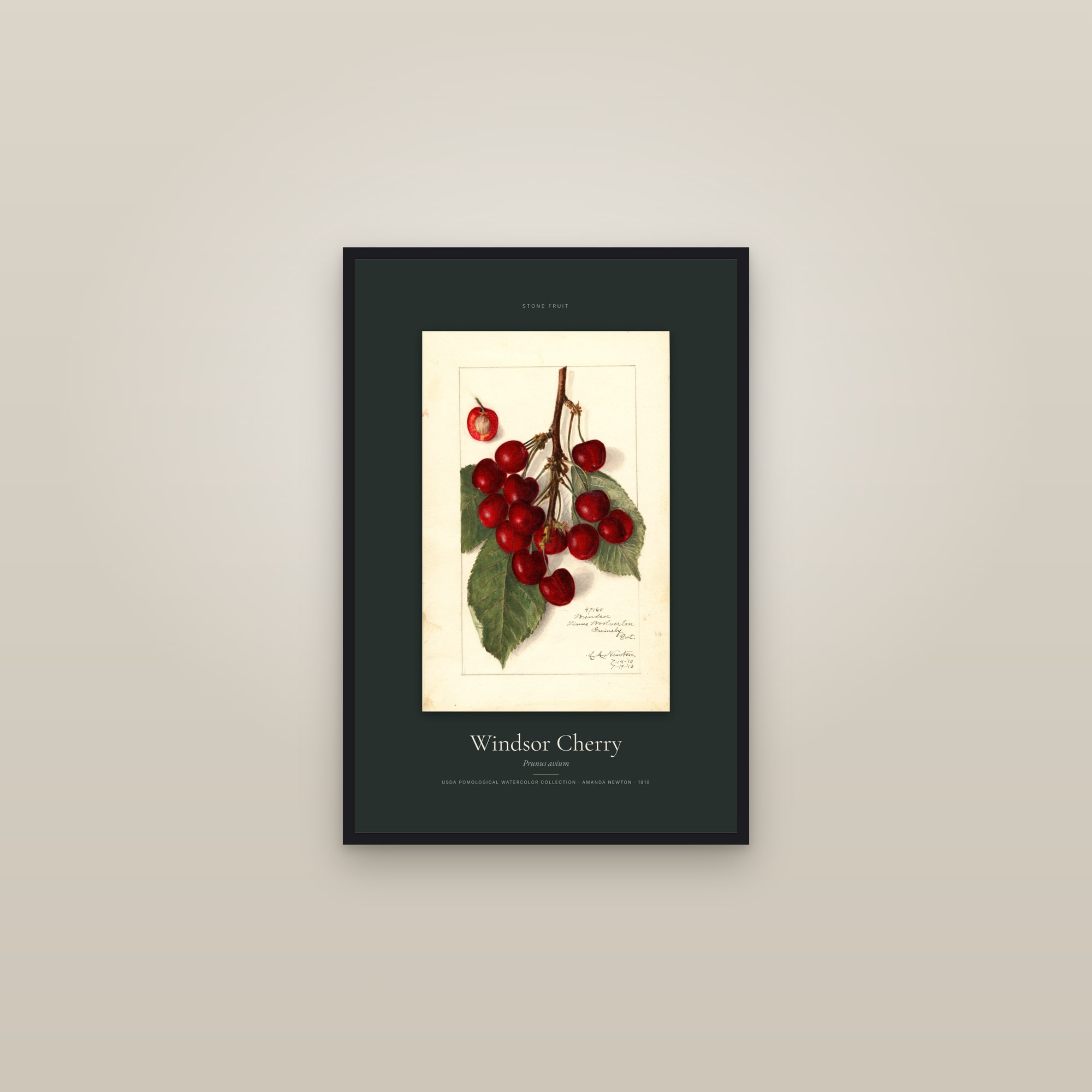 Windsor Cherry — Specimen — framed in a gallery setting