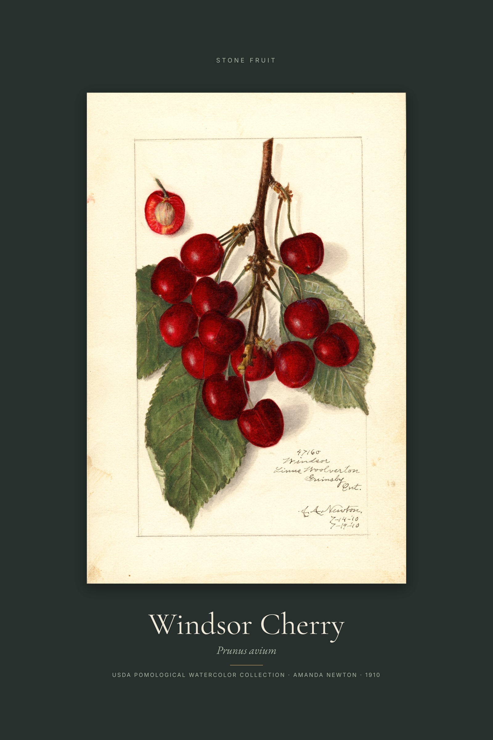 Windsor Cherry — Specimen