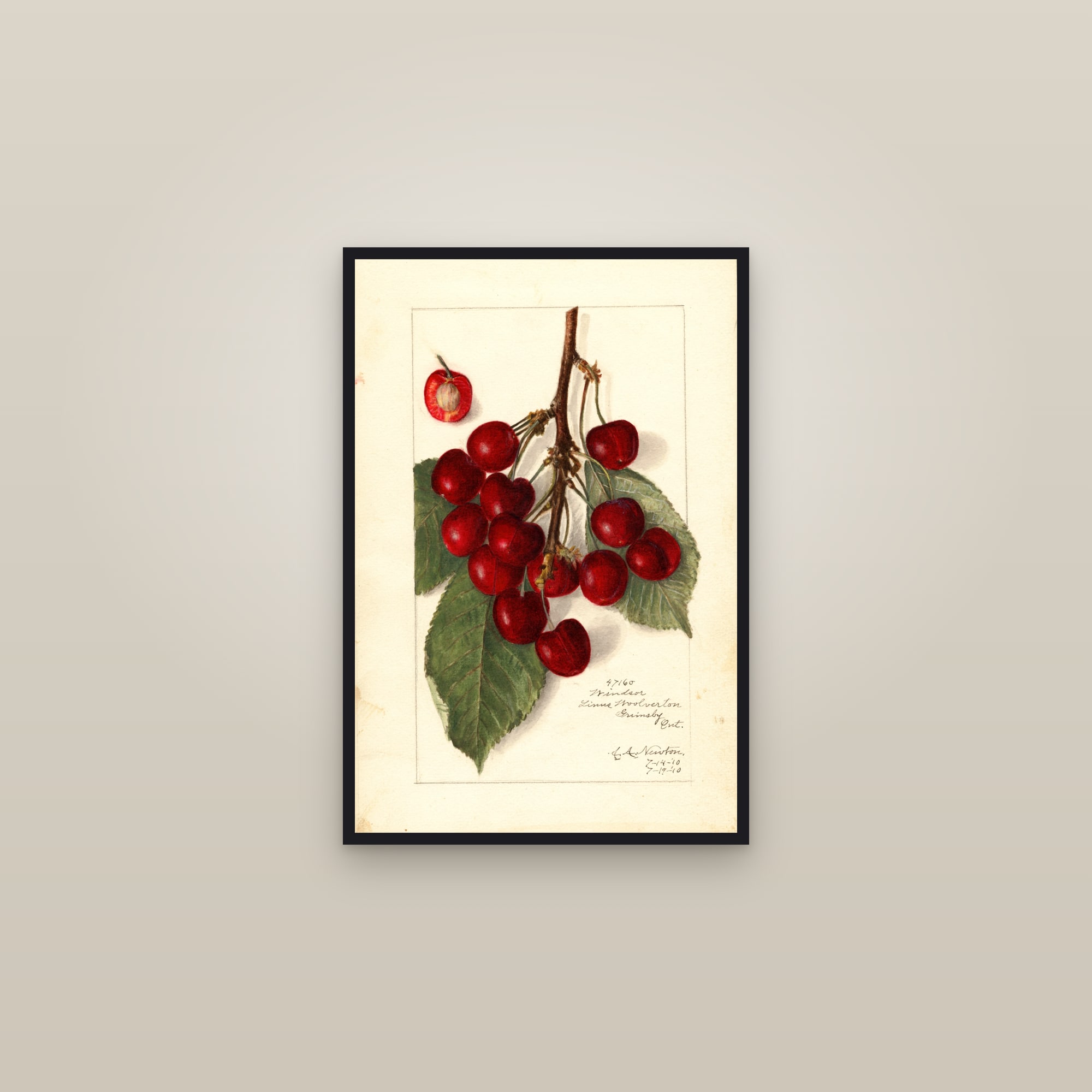 Windsor Cherry — framed in a gallery setting