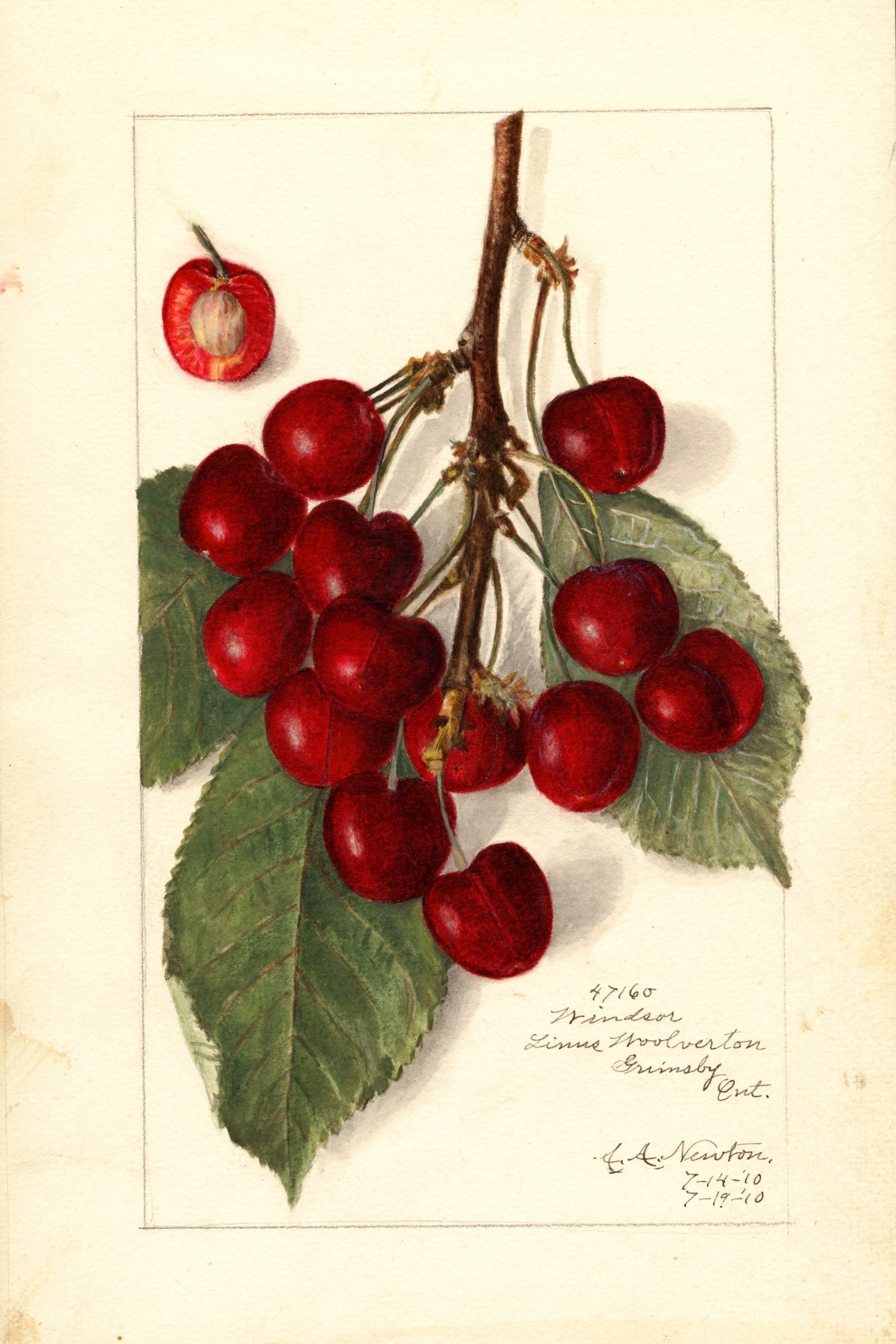 Windsor Cherry