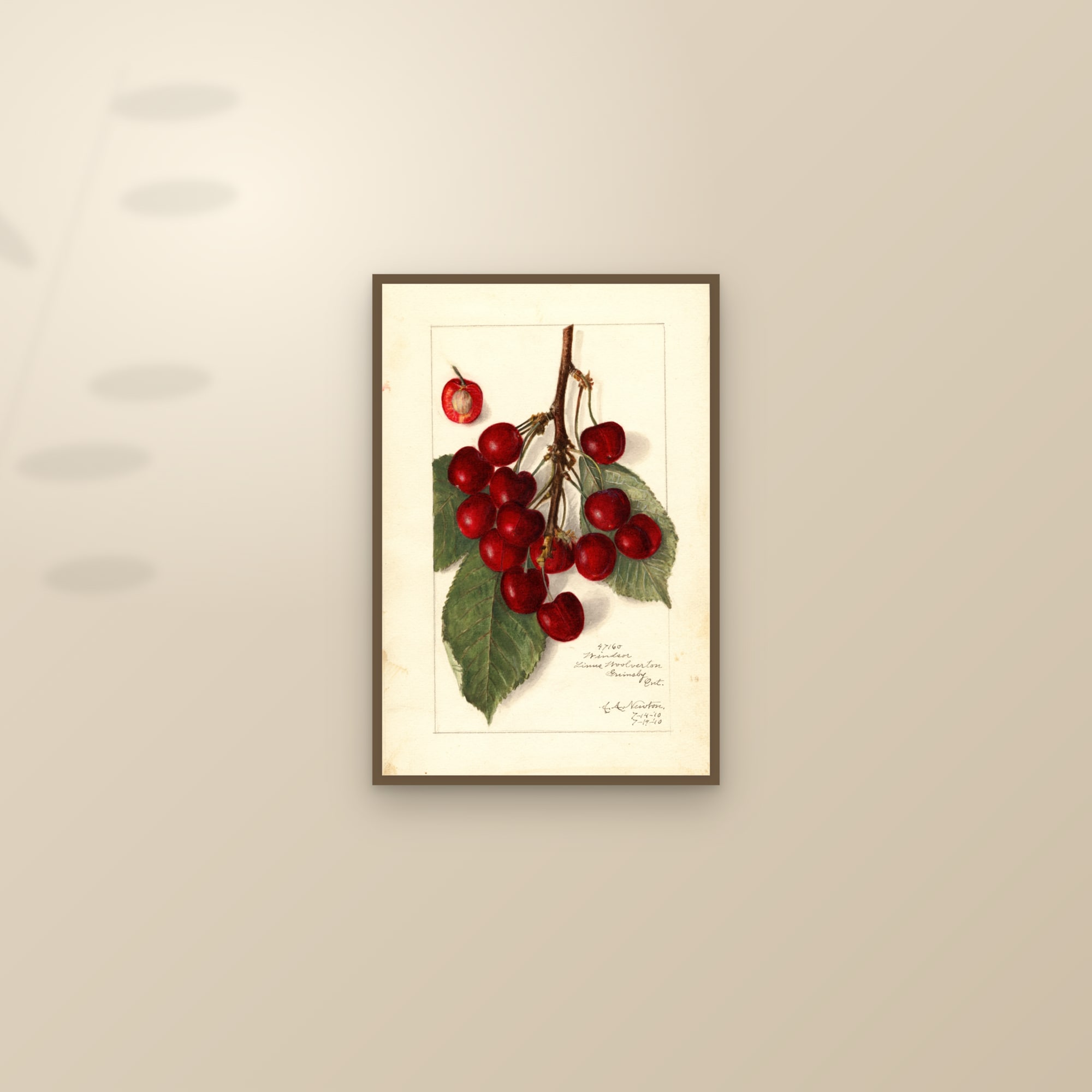 Windsor Cherry — framed and styled on a sunlit wall