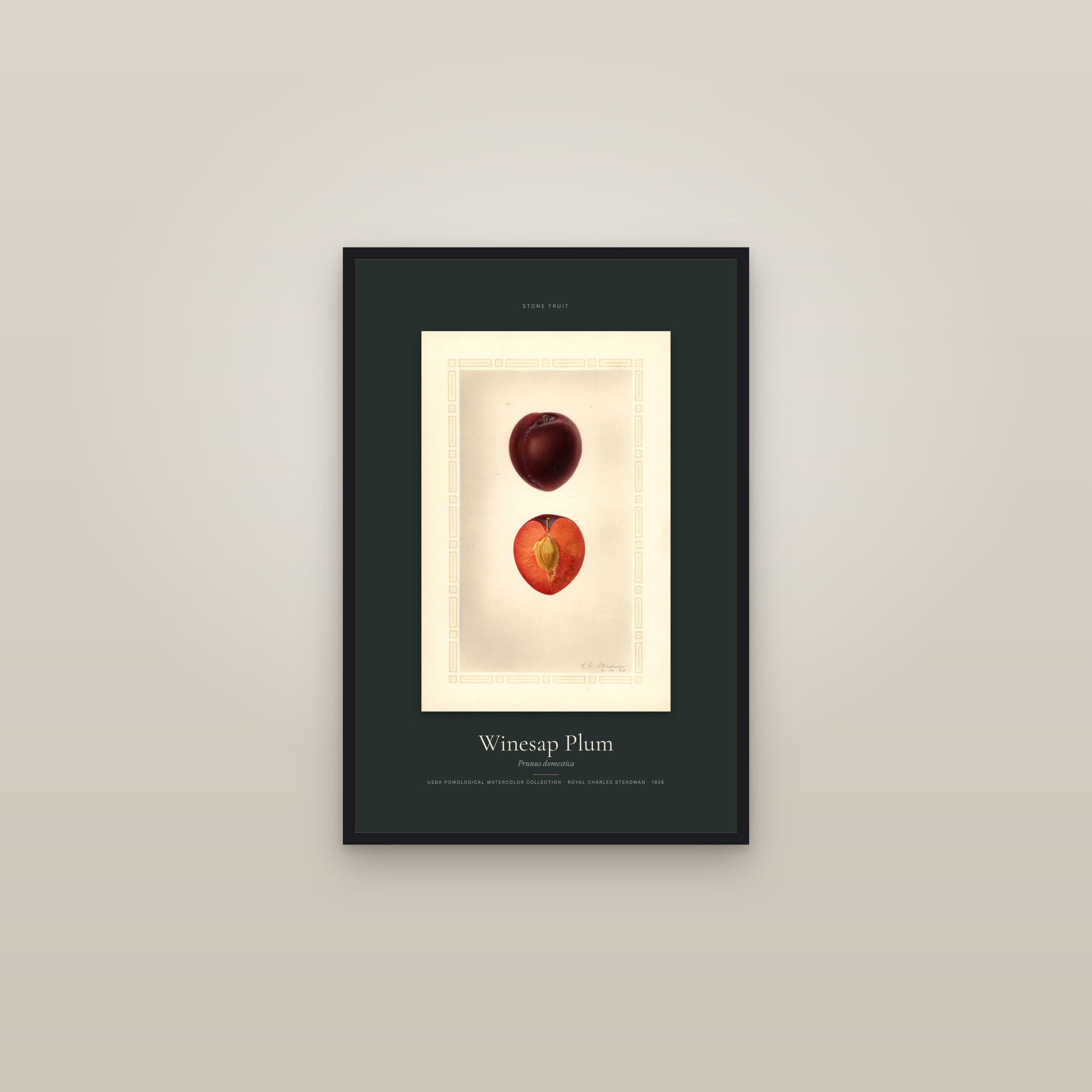 Winesap Plum — Specimen — framed in a gallery setting