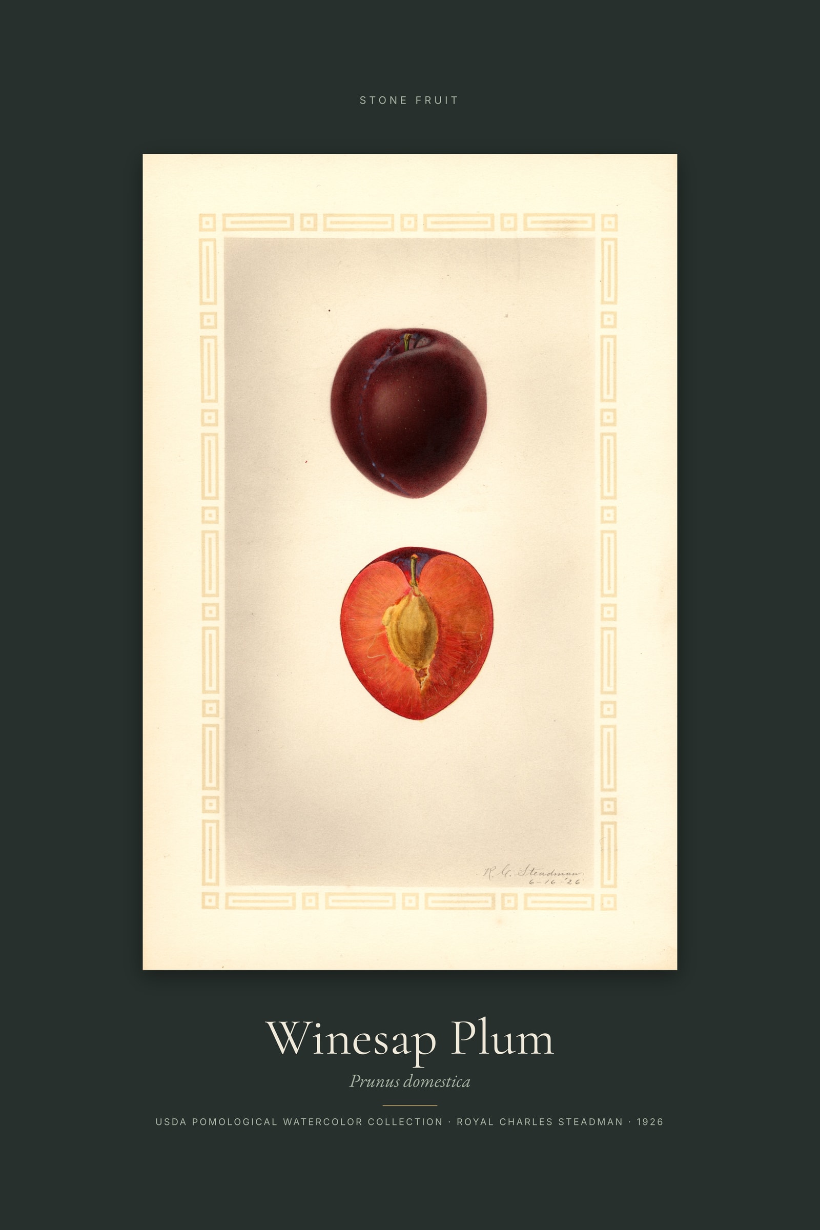 Winesap Plum — Specimen