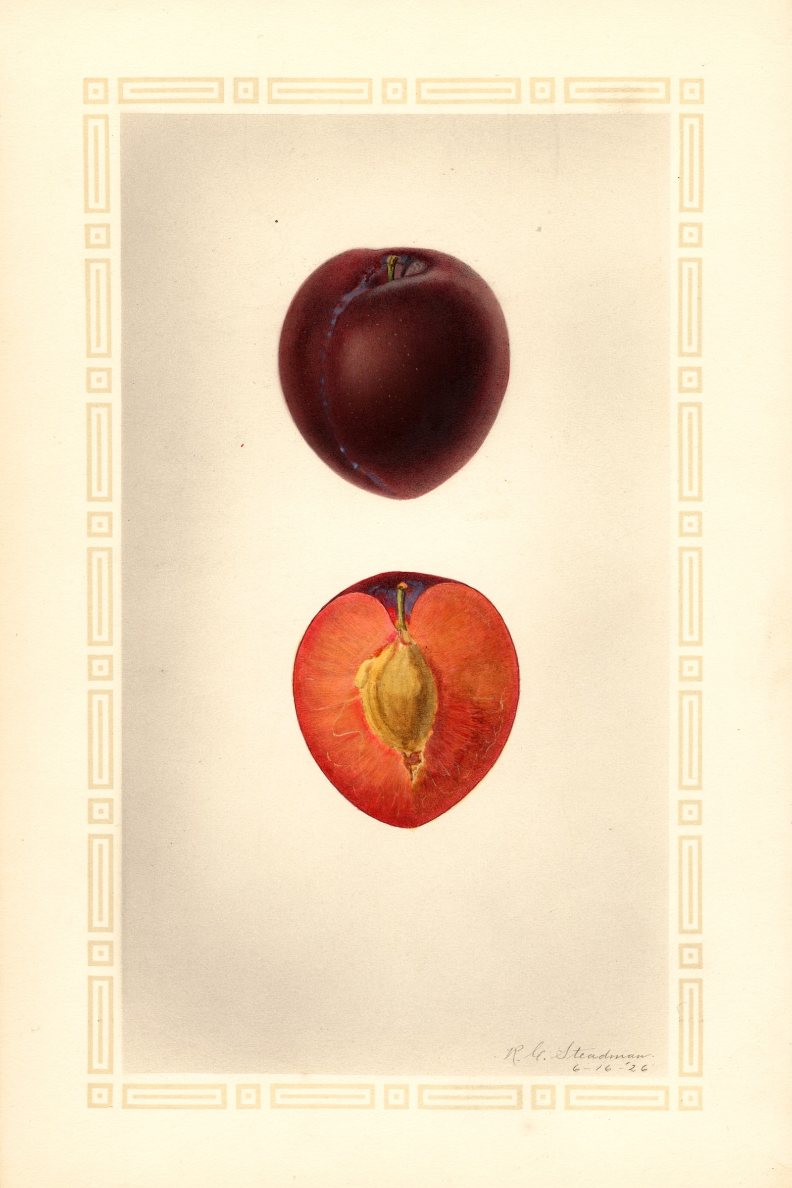 Winesap Plum