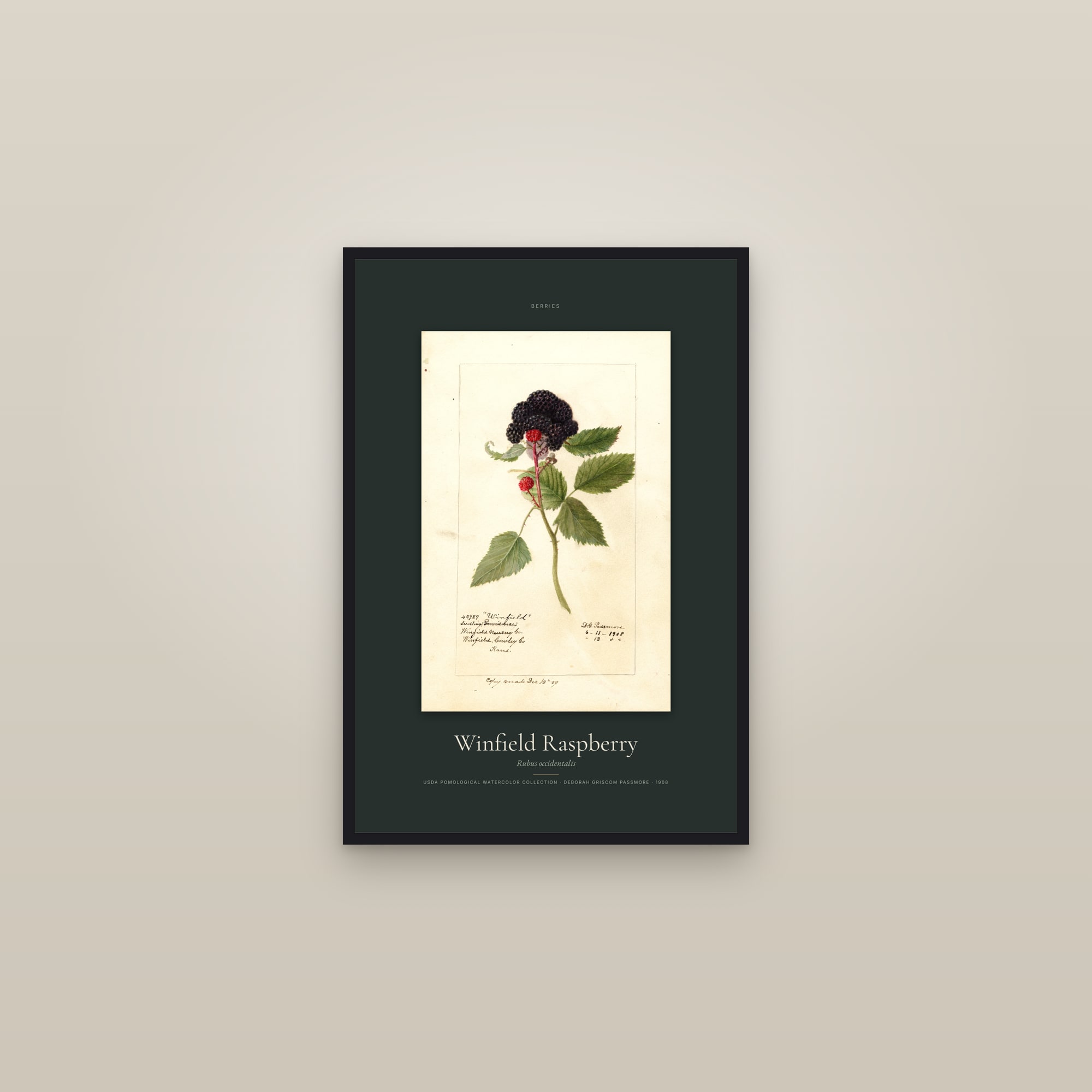 Winfield Raspberry — Specimen — framed in a gallery setting