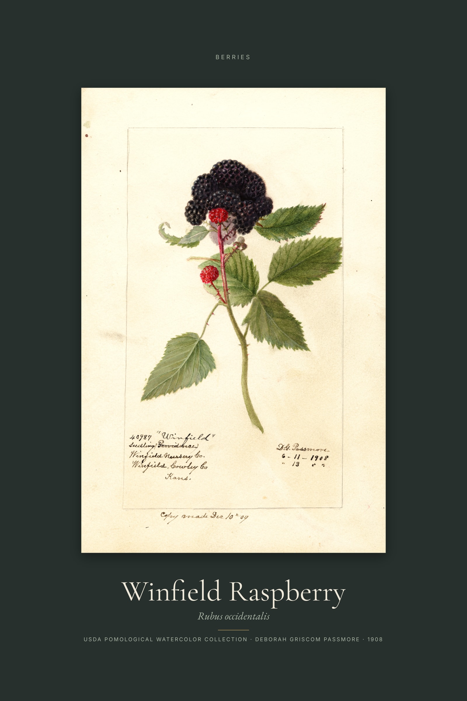 Winfield Raspberry — Specimen