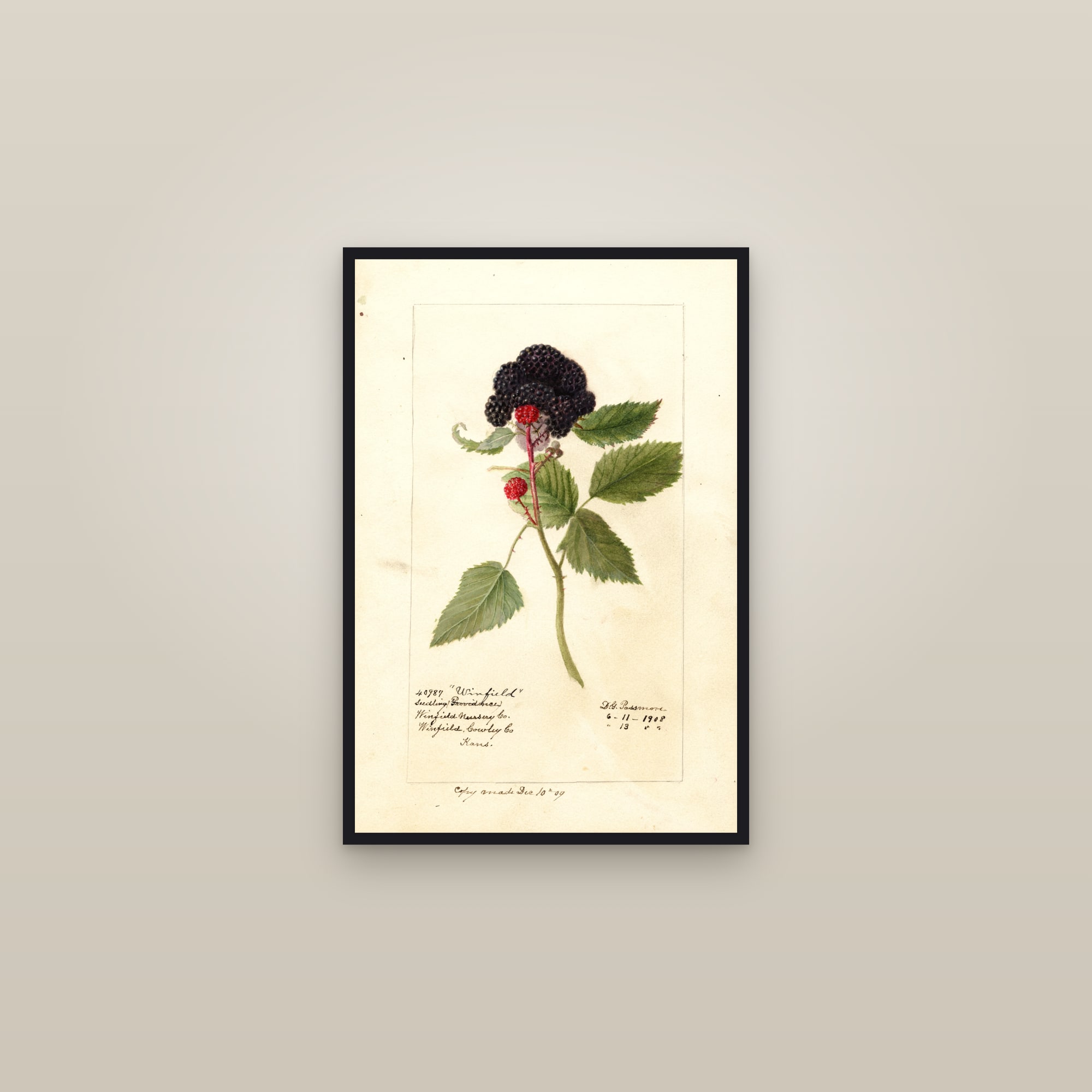 Winfield Raspberry — framed in a gallery setting