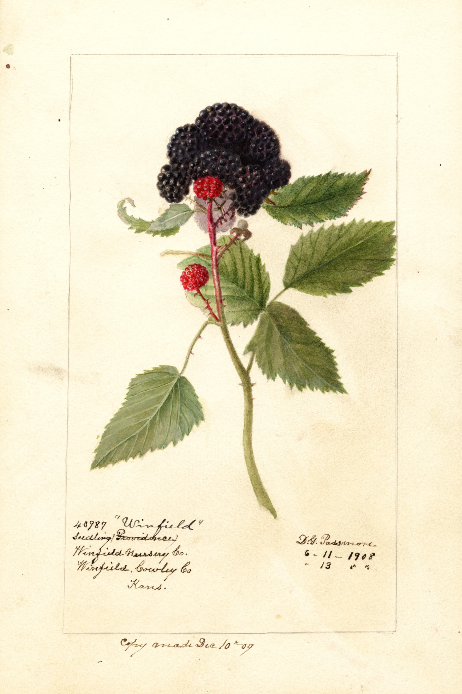 Winfield Raspberry