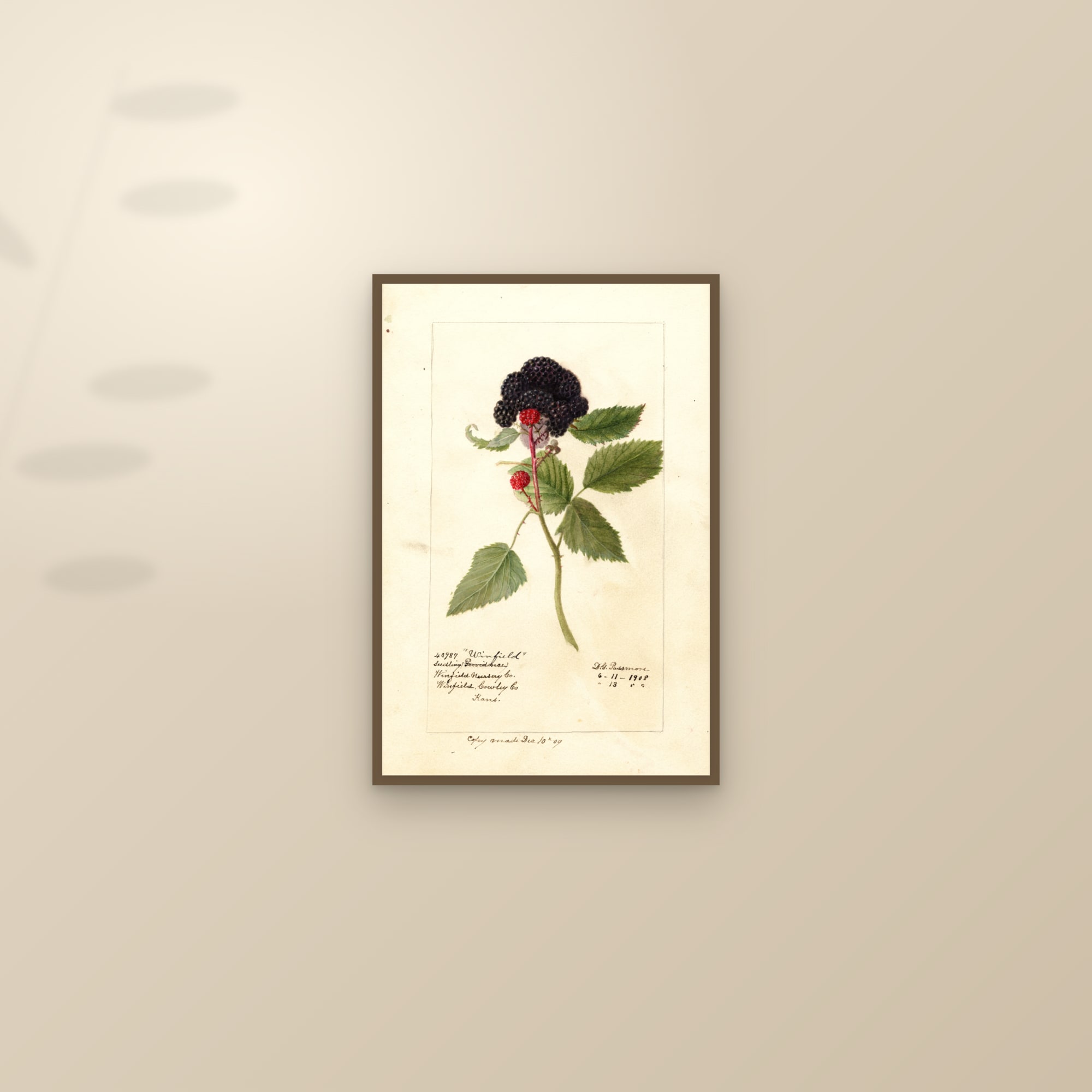 Winfield Raspberry — framed and styled on a sunlit wall