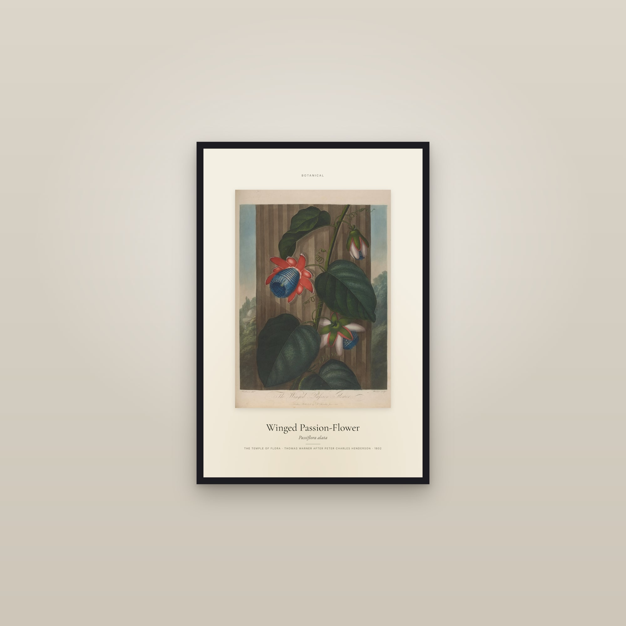 Winged Passion-Flower — Specimen — framed in a gallery setting