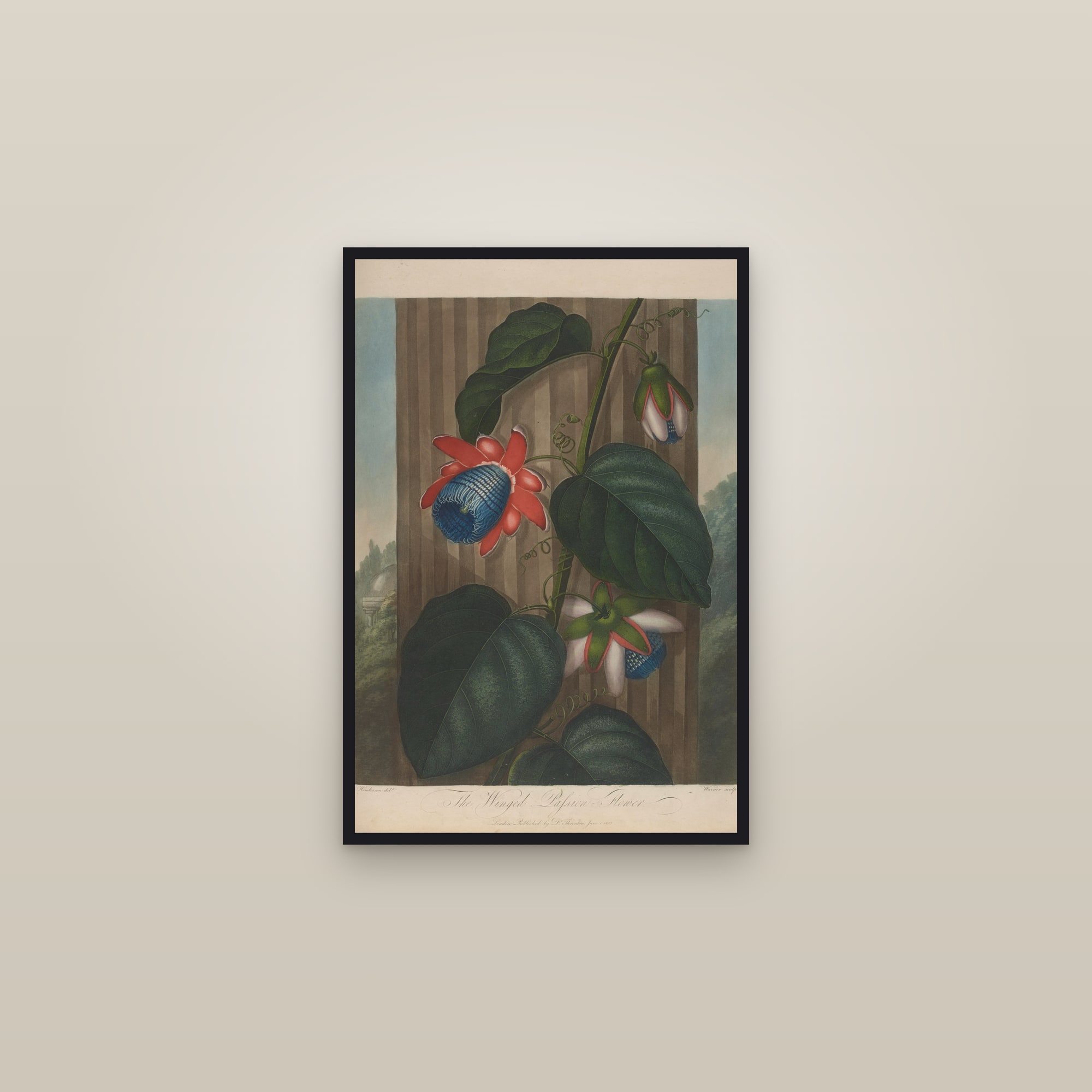 Winged Passion-Flower — framed in a gallery setting