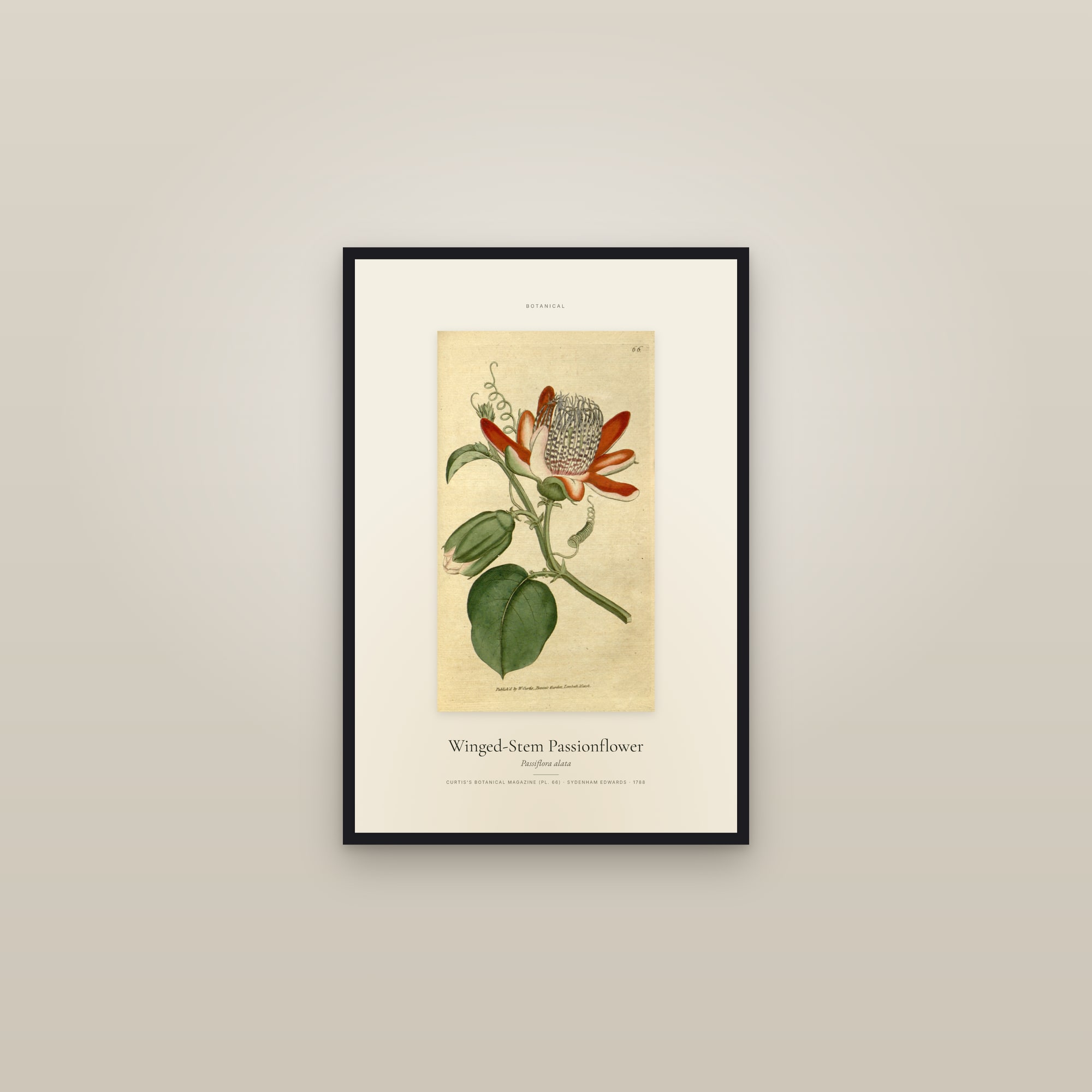 Winged-Stem Passionflower — Specimen — framed in a gallery setting