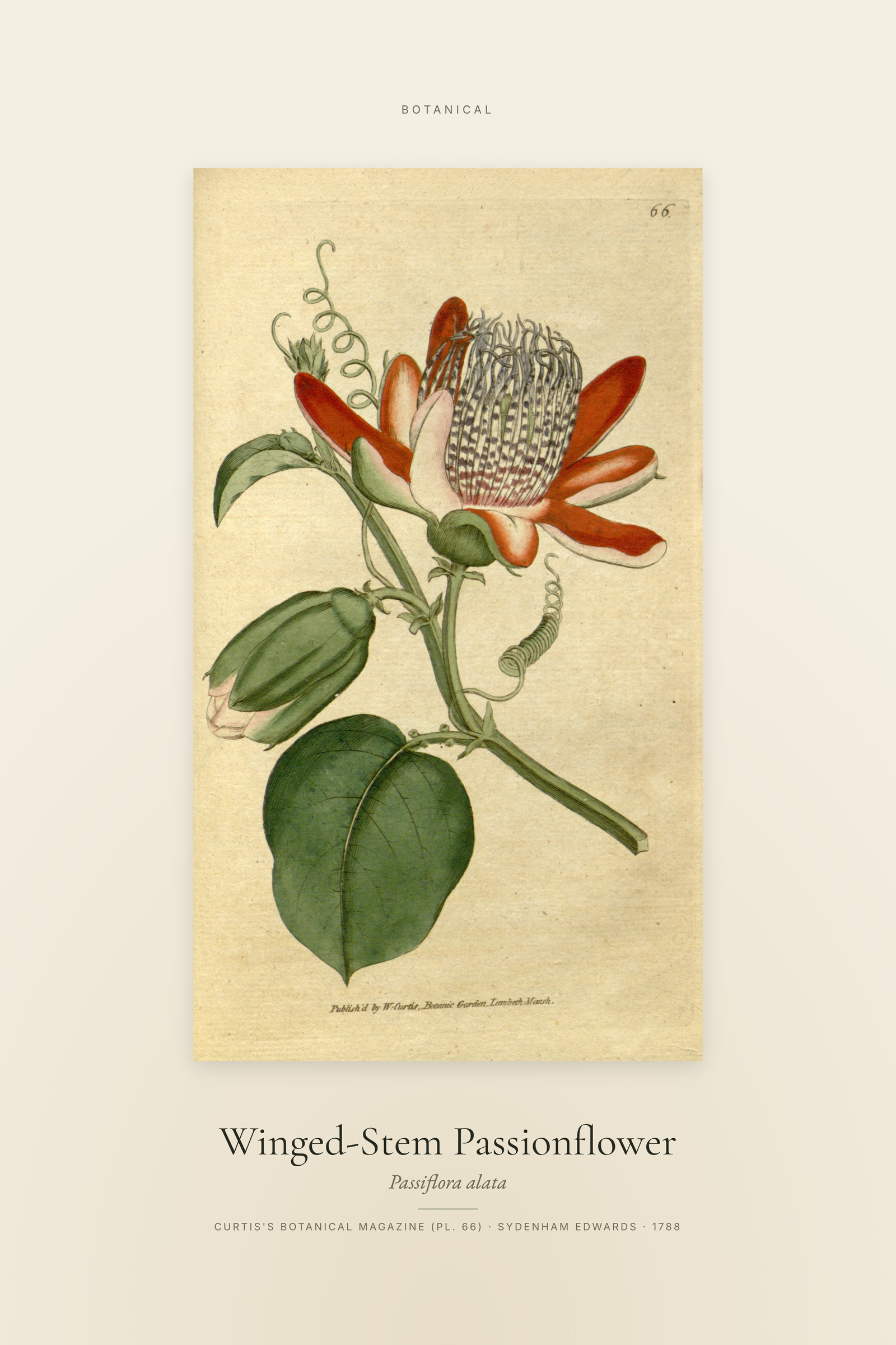Winged-Stem Passionflower — Specimen