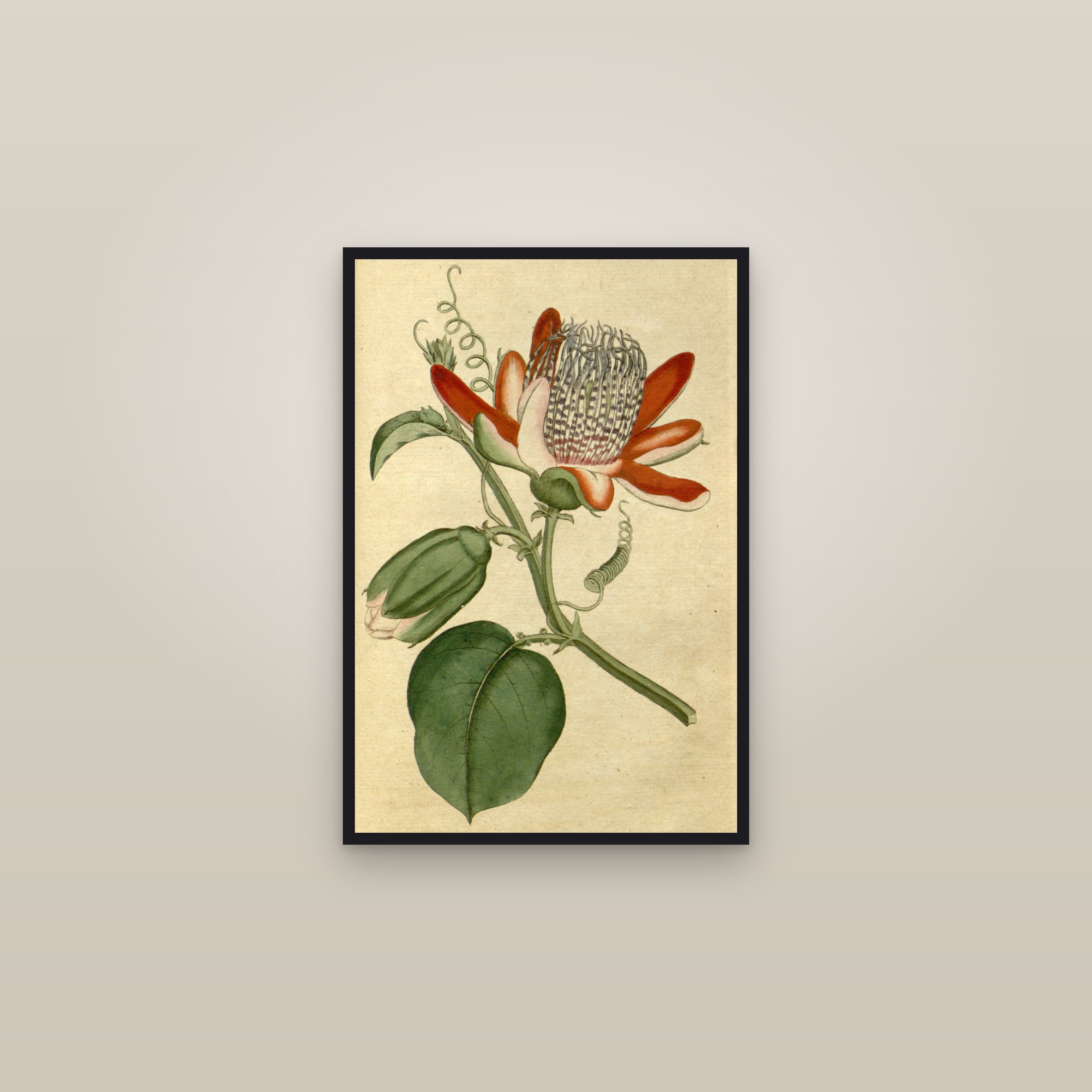 Winged-Stem Passionflower — framed in a gallery setting