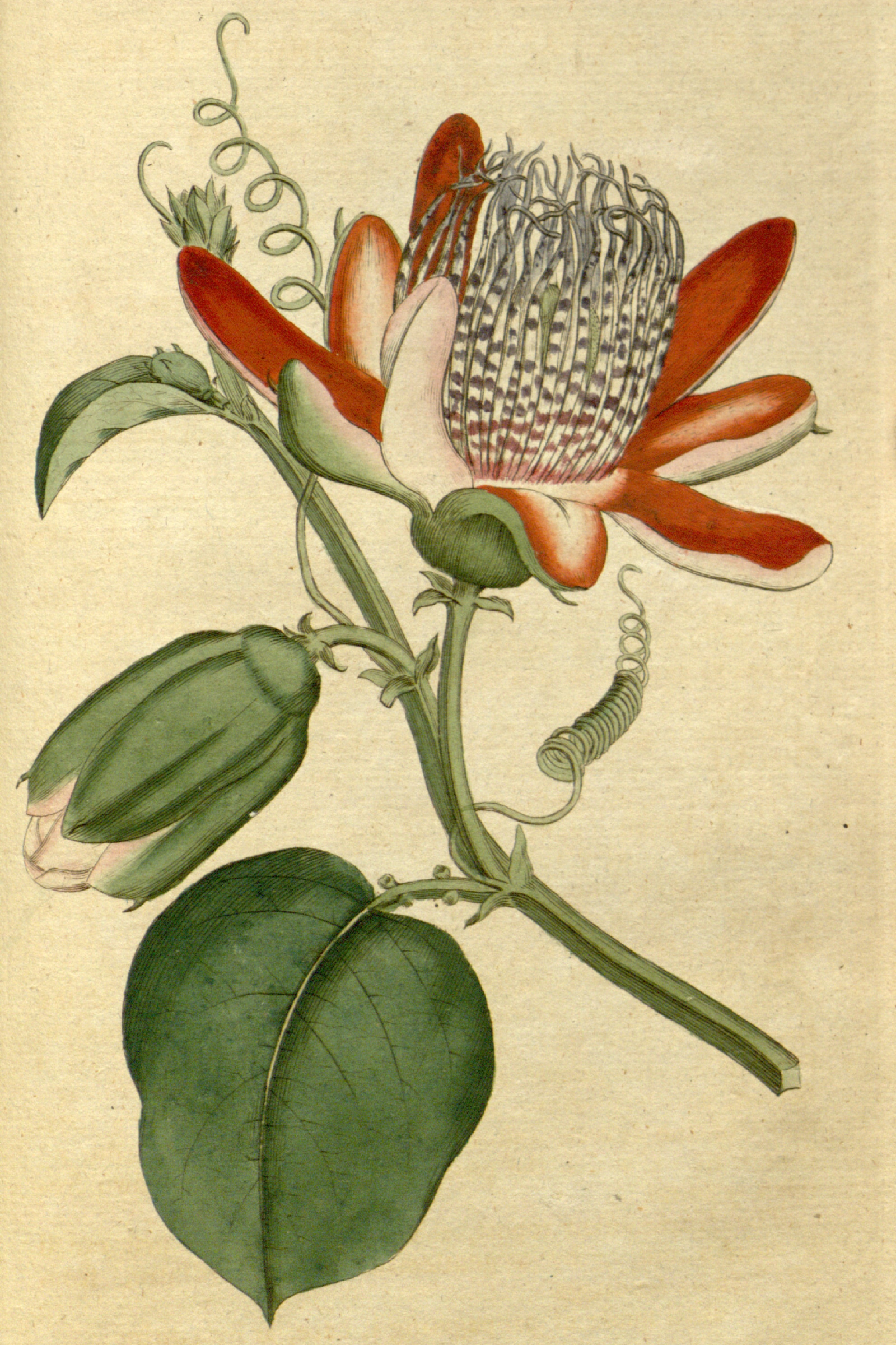 Winged-Stem Passionflower