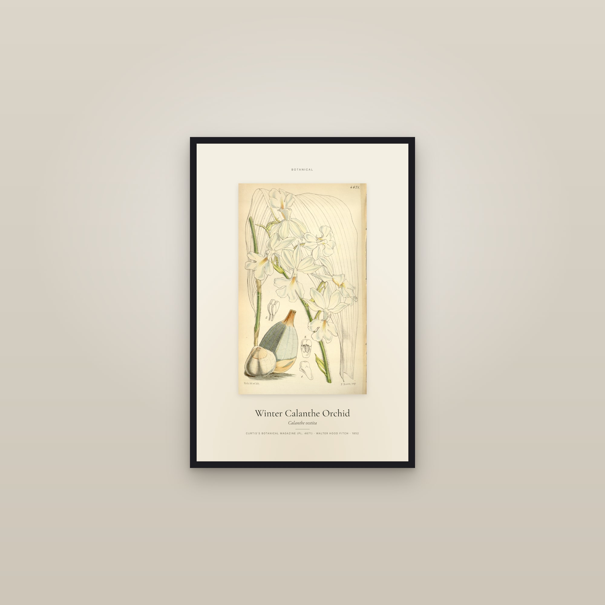 Winter Calanthe Orchid — Specimen — framed in a gallery setting