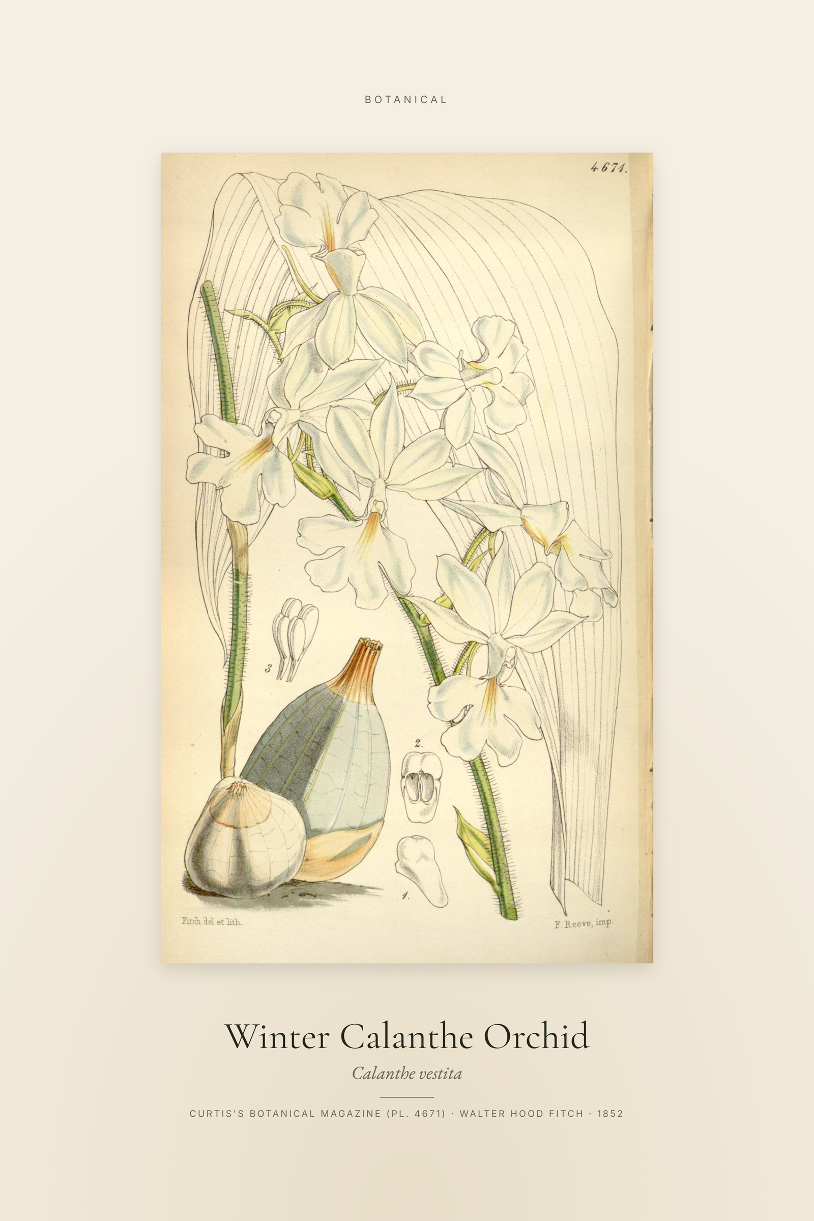 Winter Calanthe Orchid — Specimen