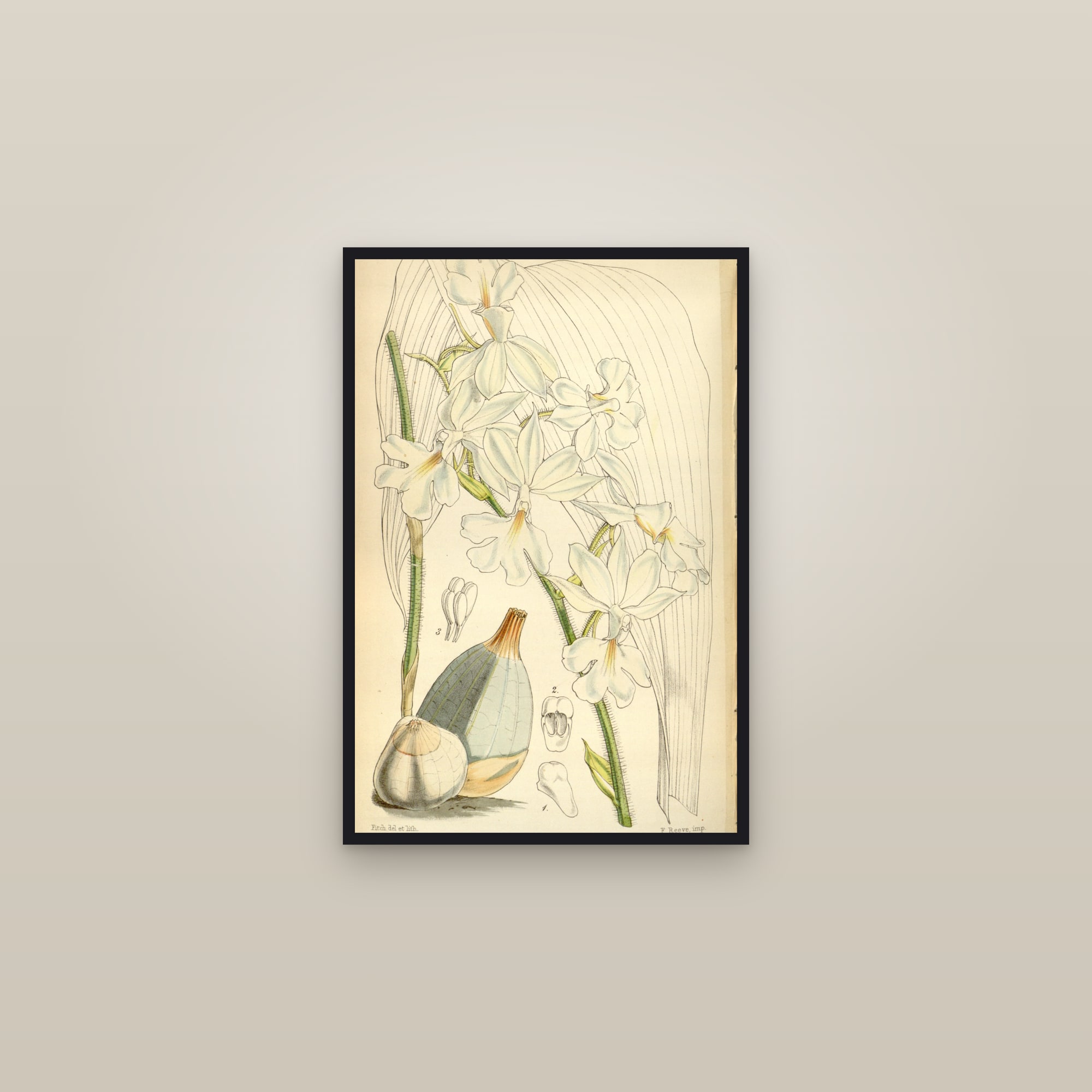 Winter Calanthe Orchid — framed in a gallery setting