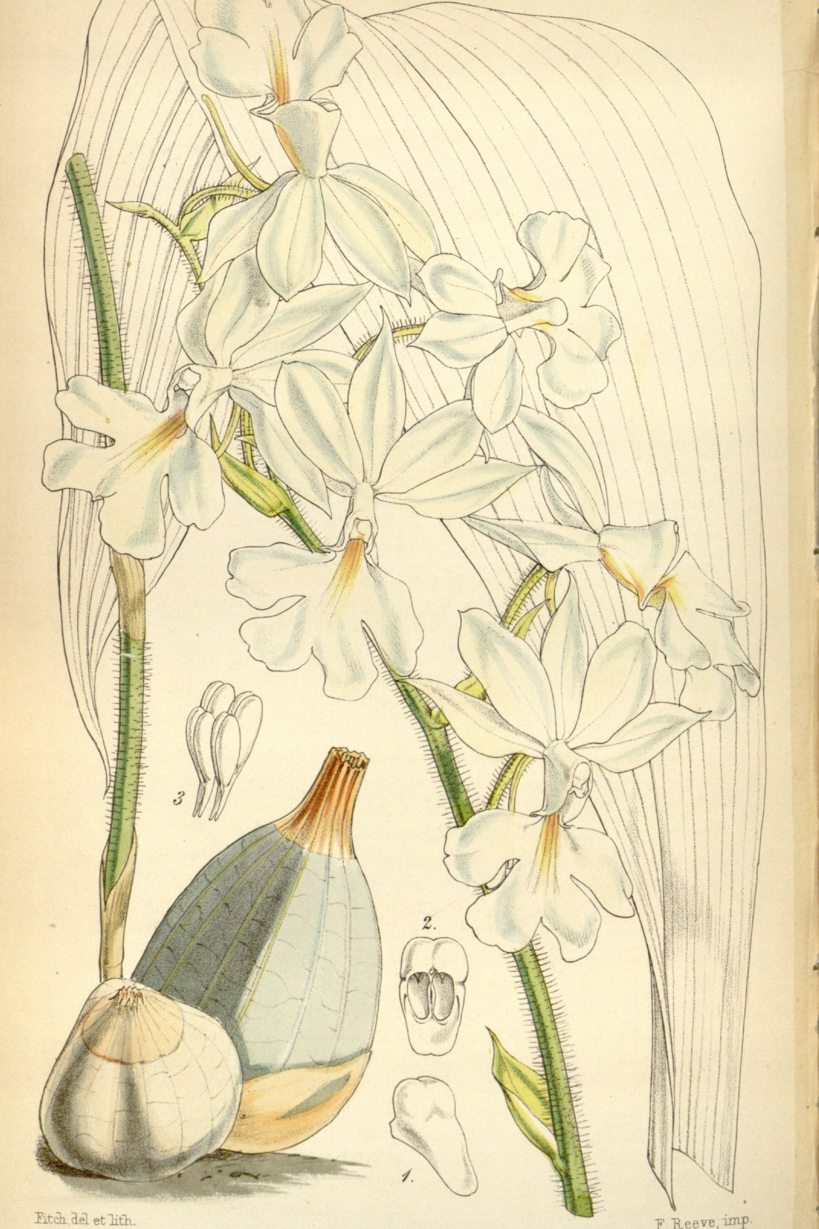 Winter Calanthe Orchid