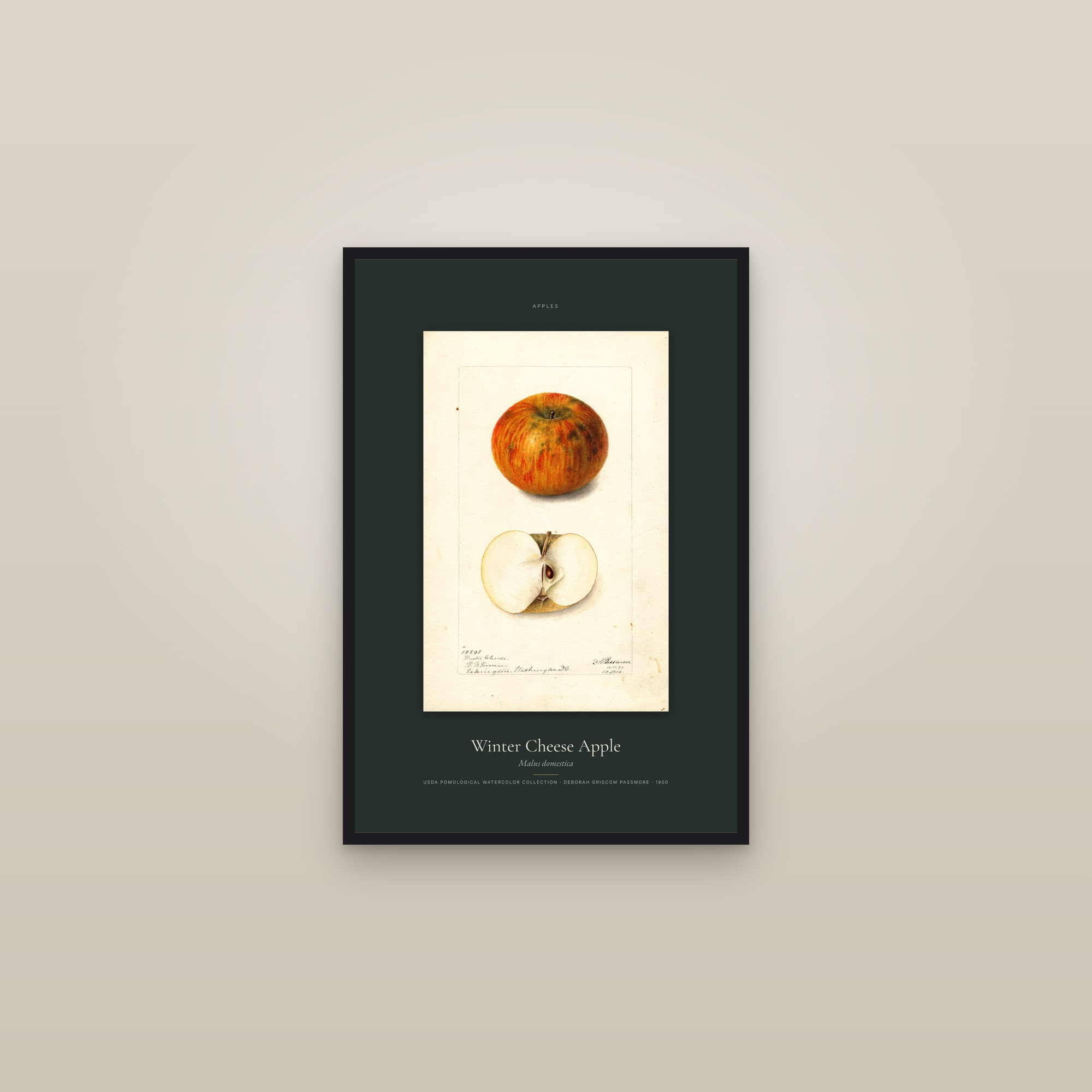 Winter Cheese Apple — Specimen — framed in a gallery setting