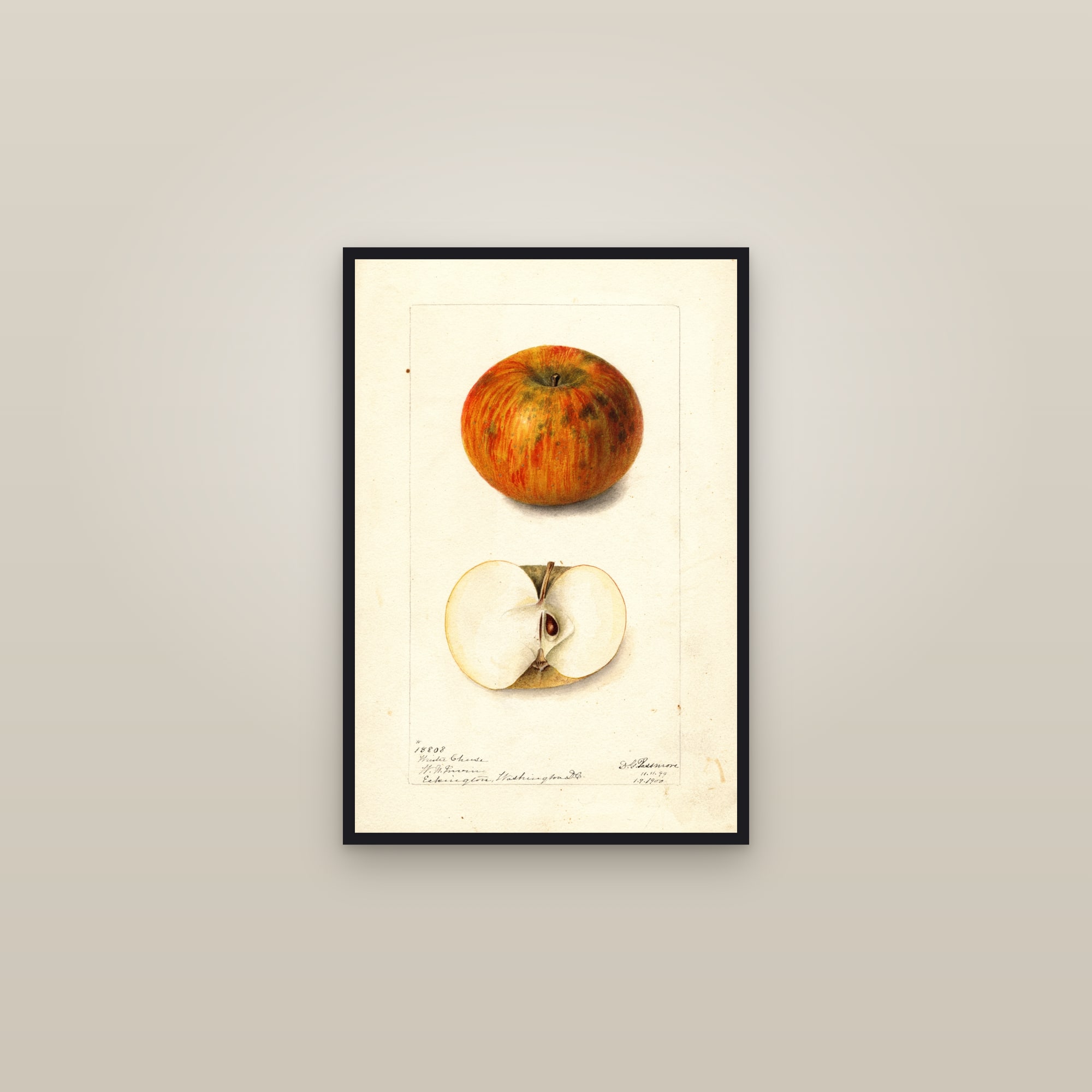 Winter Cheese Apple — framed in a gallery setting