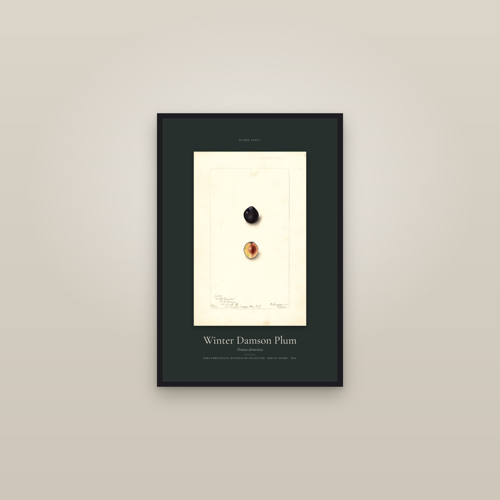Winter Damson Plum — Specimen — framed in a gallery setting