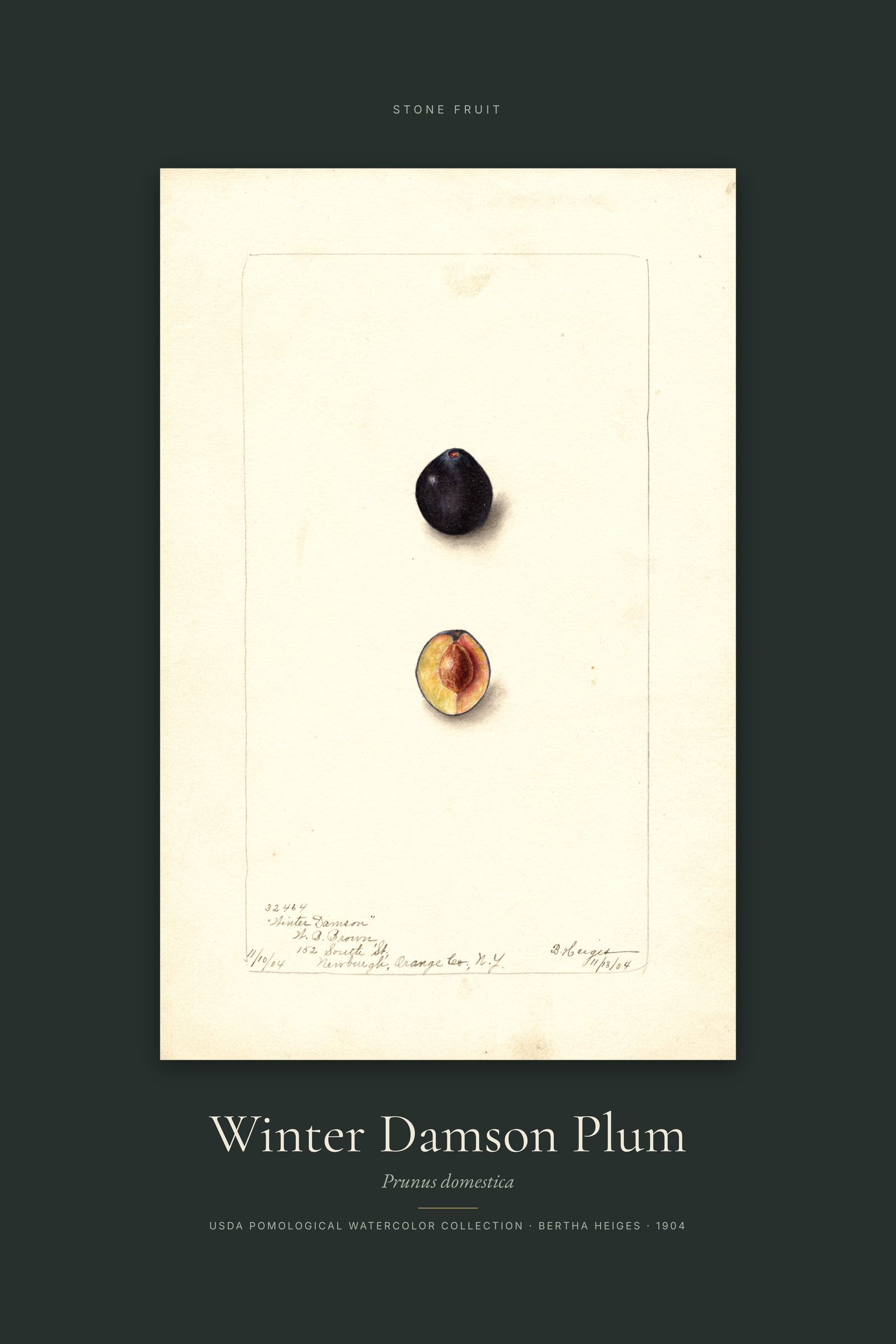 Winter Damson Plum — Specimen
